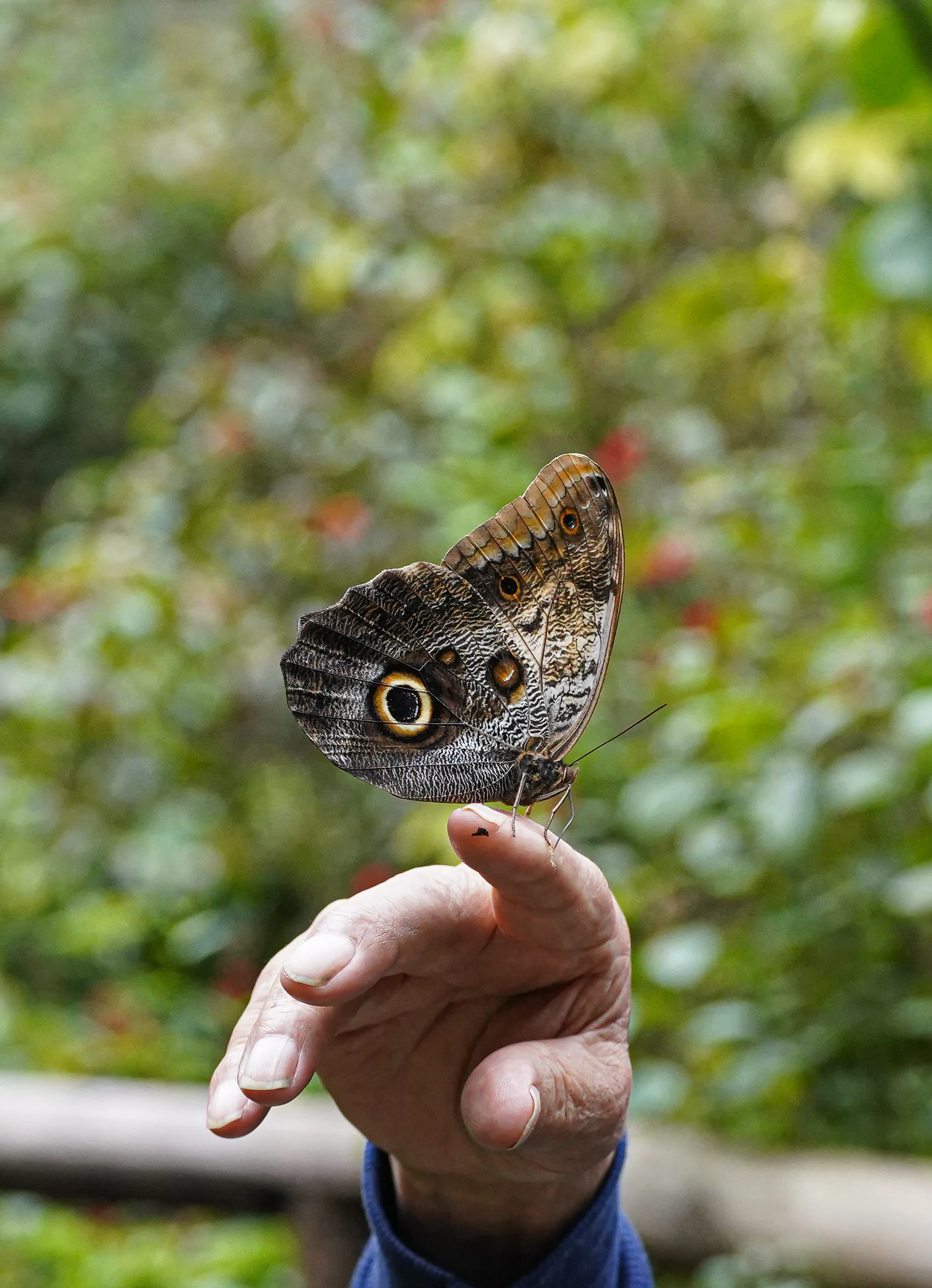 Wildlife photo