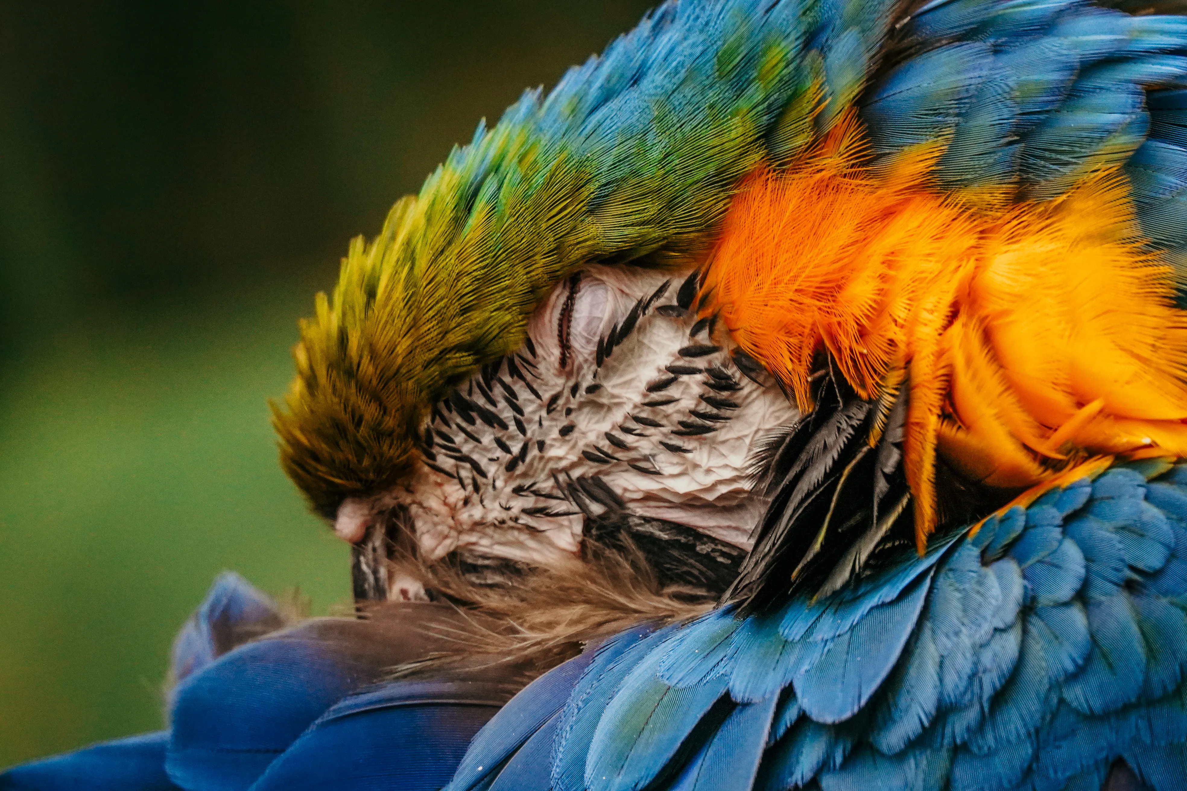 Wildlife photo