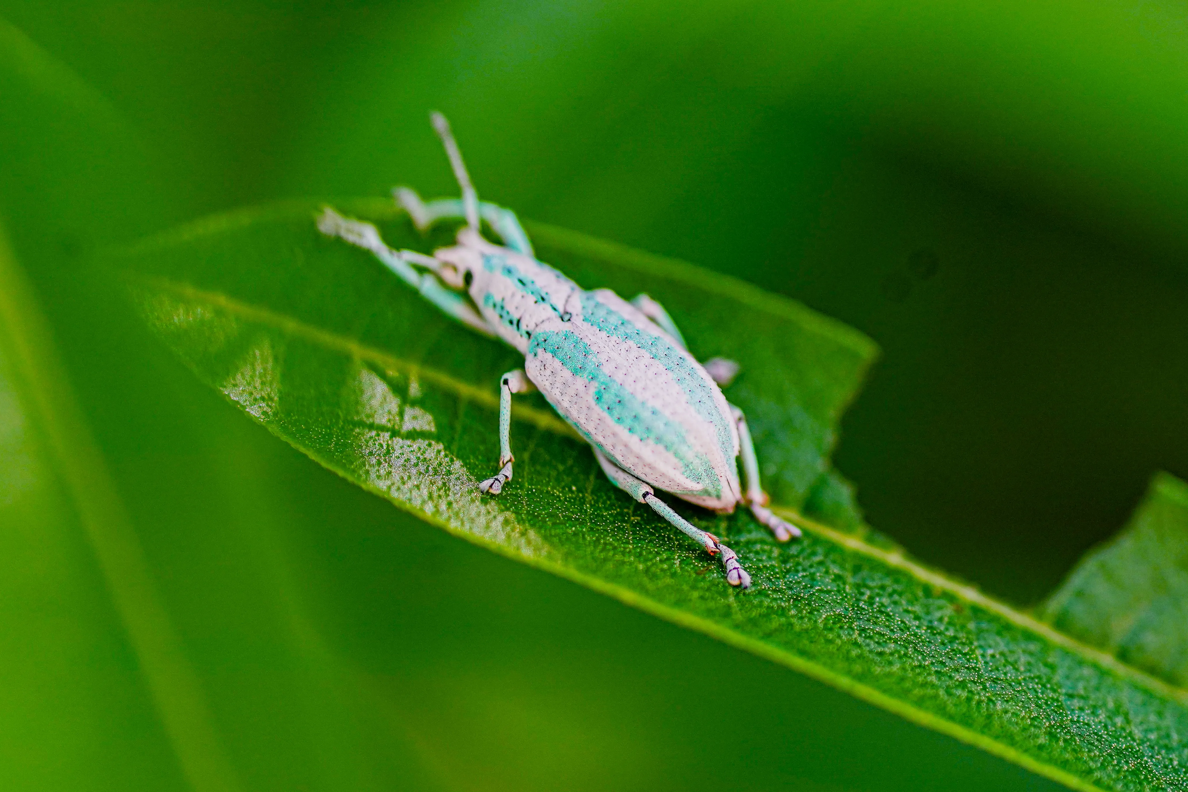 Wildlife photo