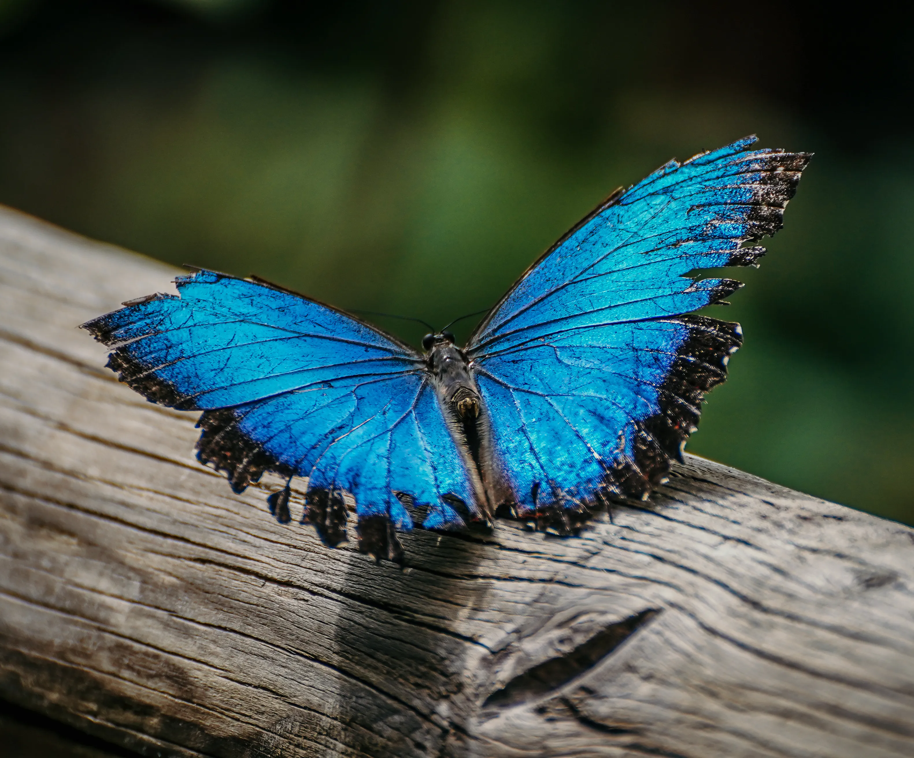 Wildlife photo