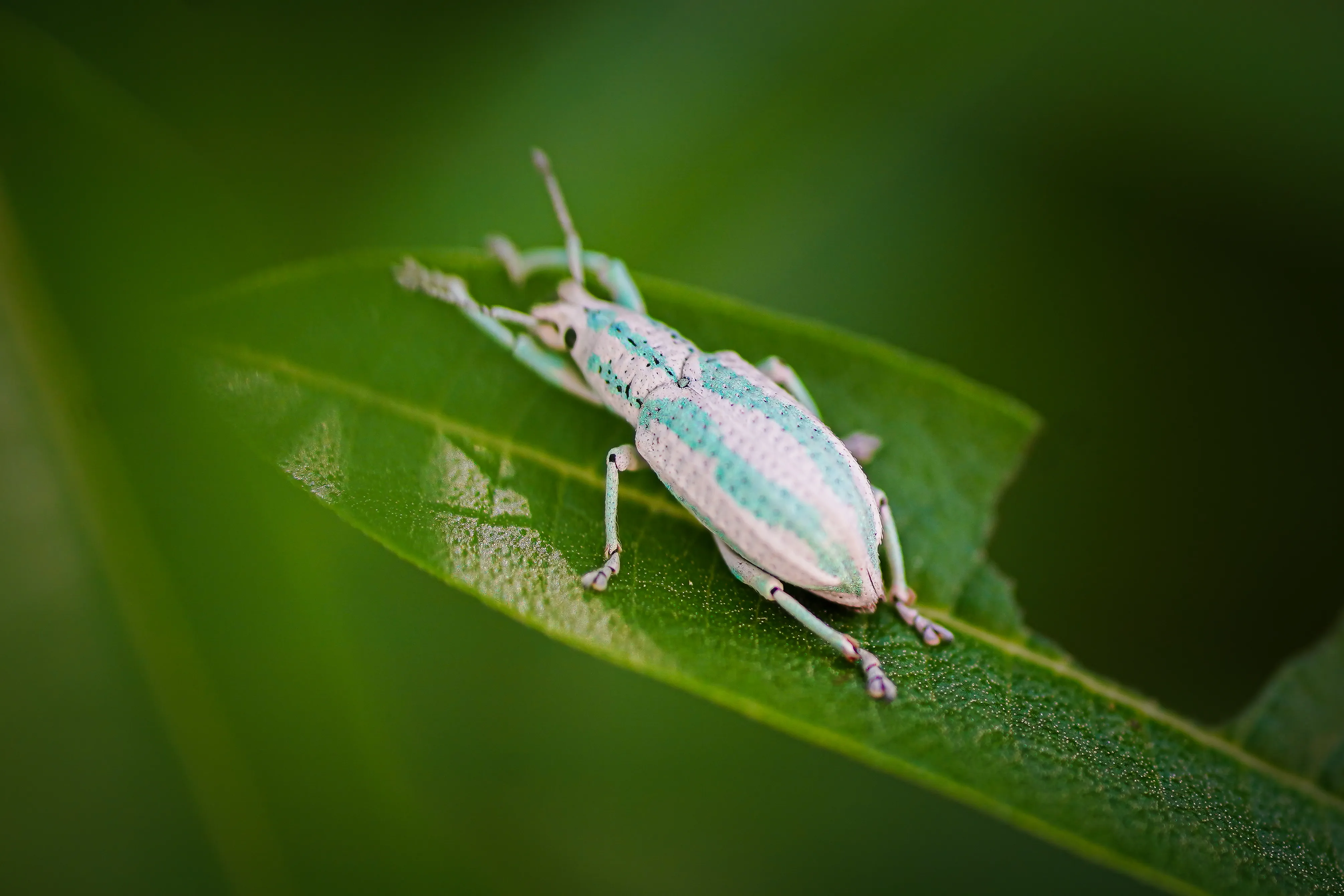 Wildlife photo