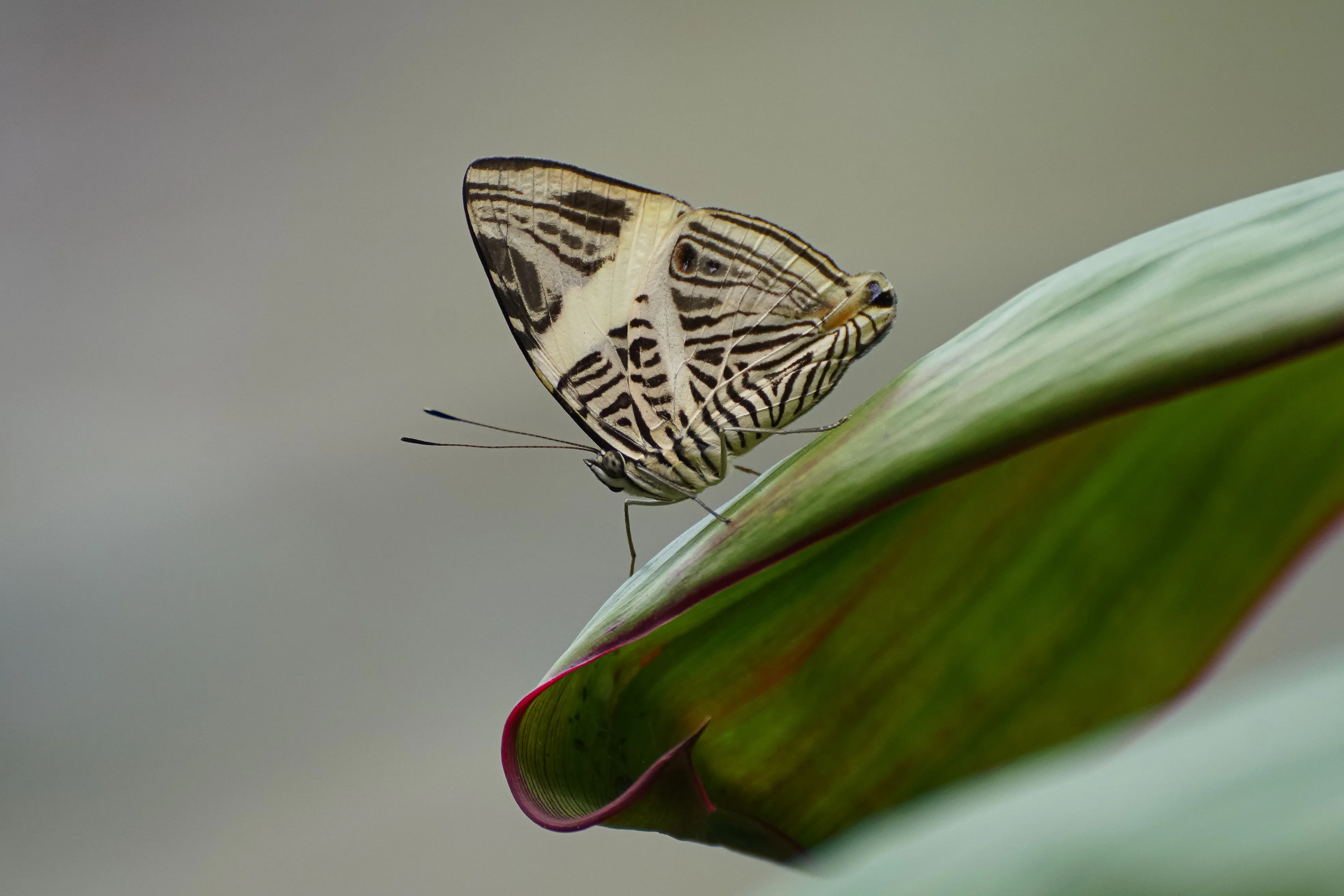 Wildlife photo