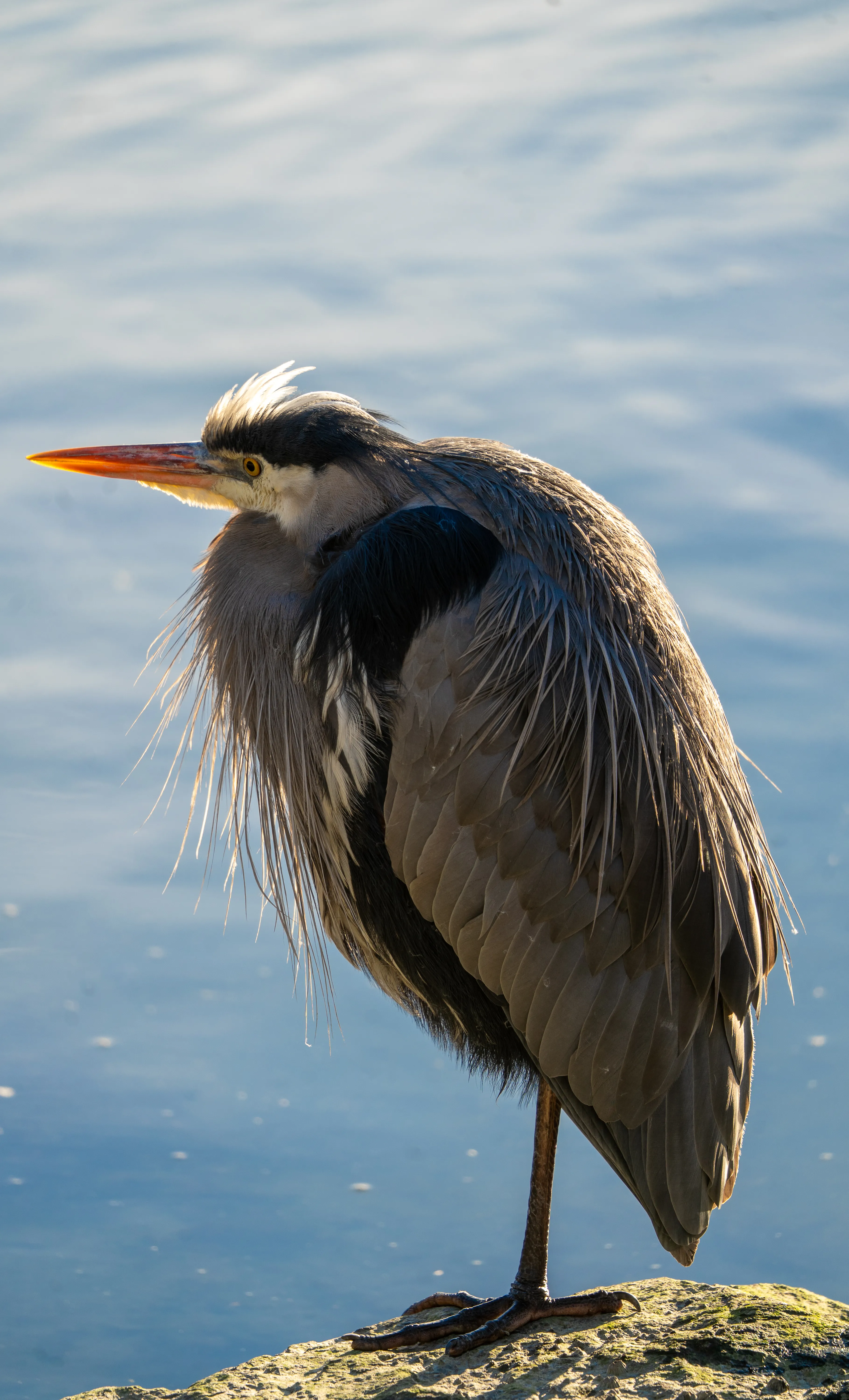 Wildlife photo