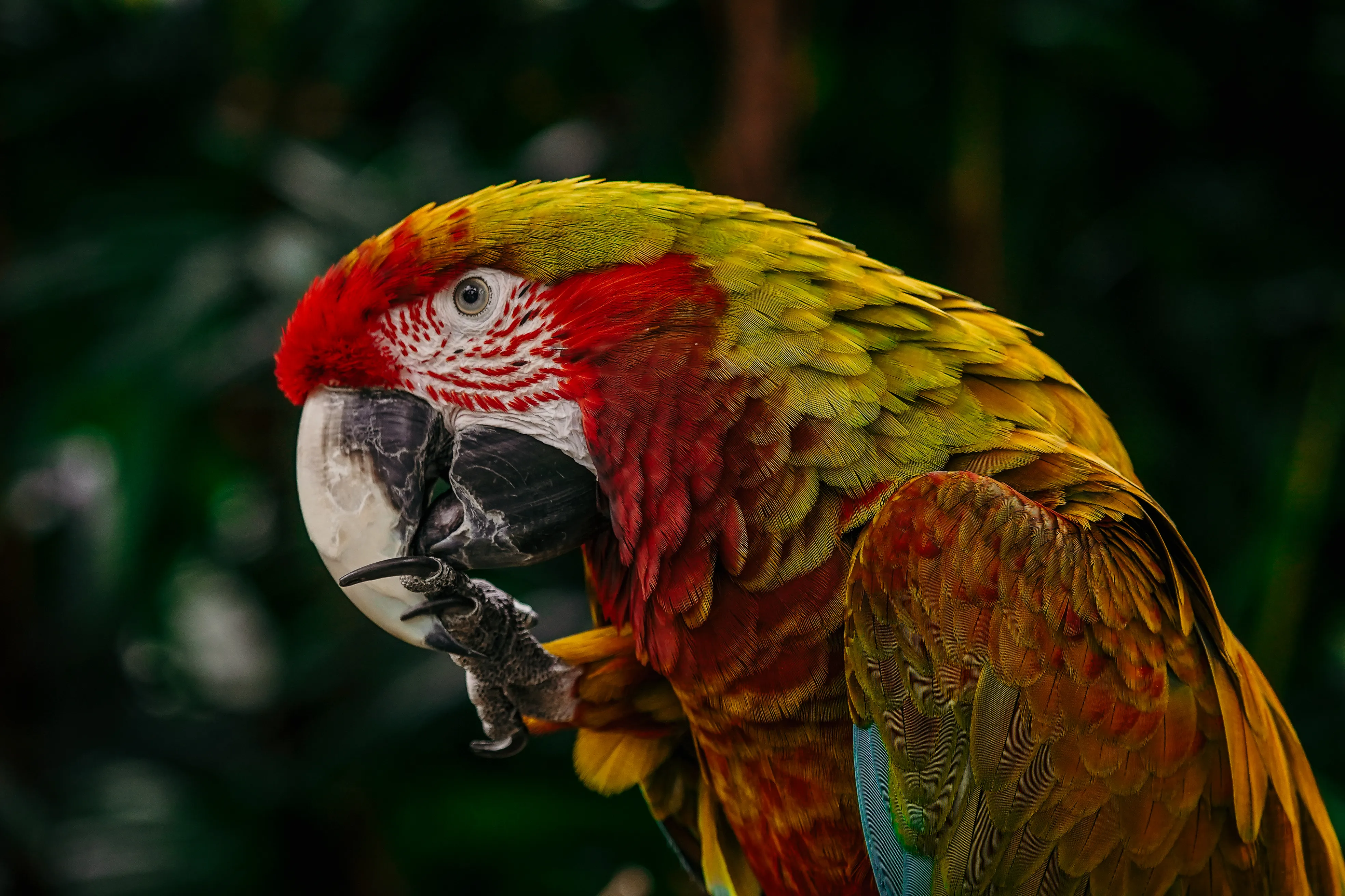 Wildlife photo