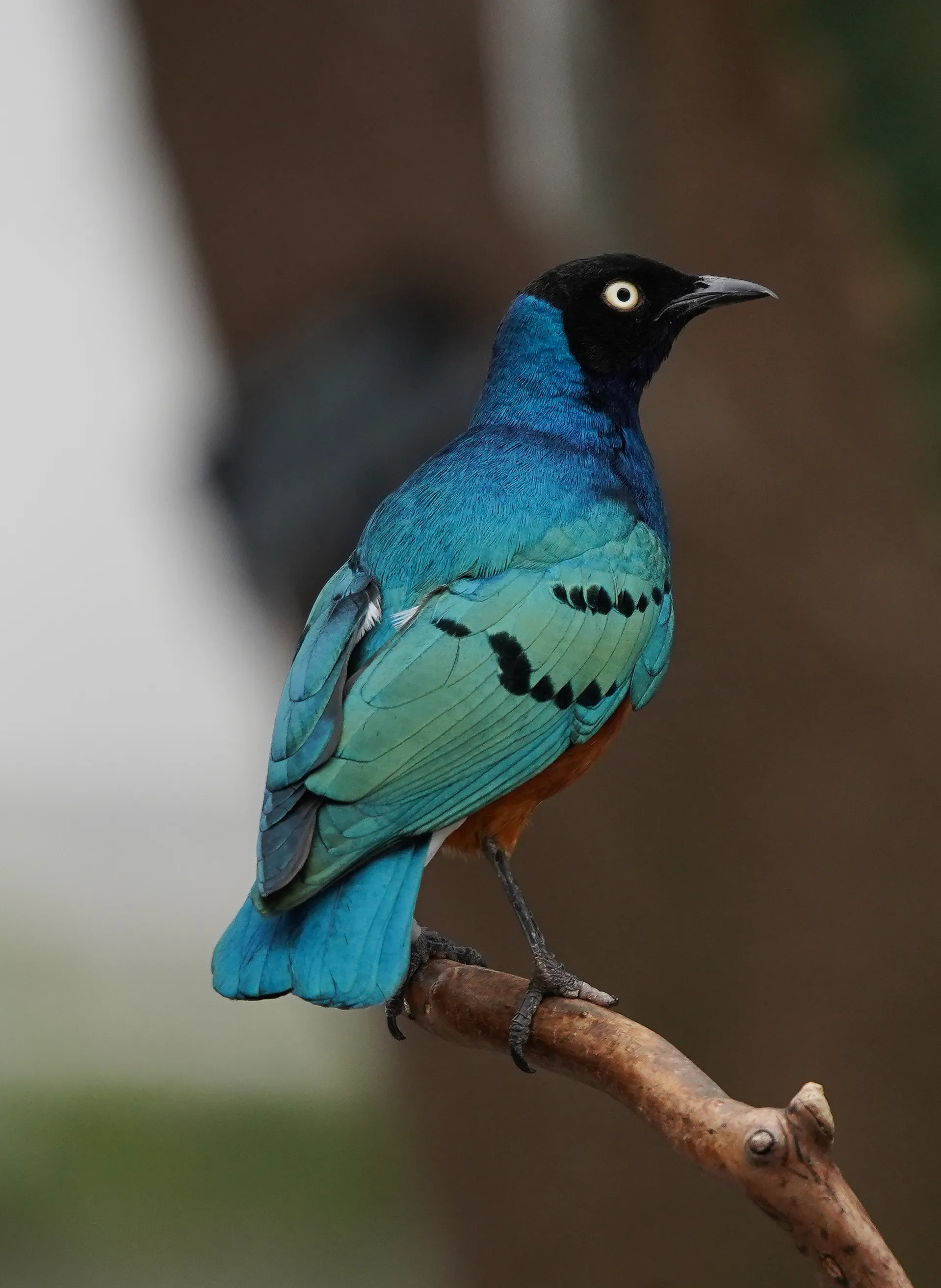 Wildlife photo