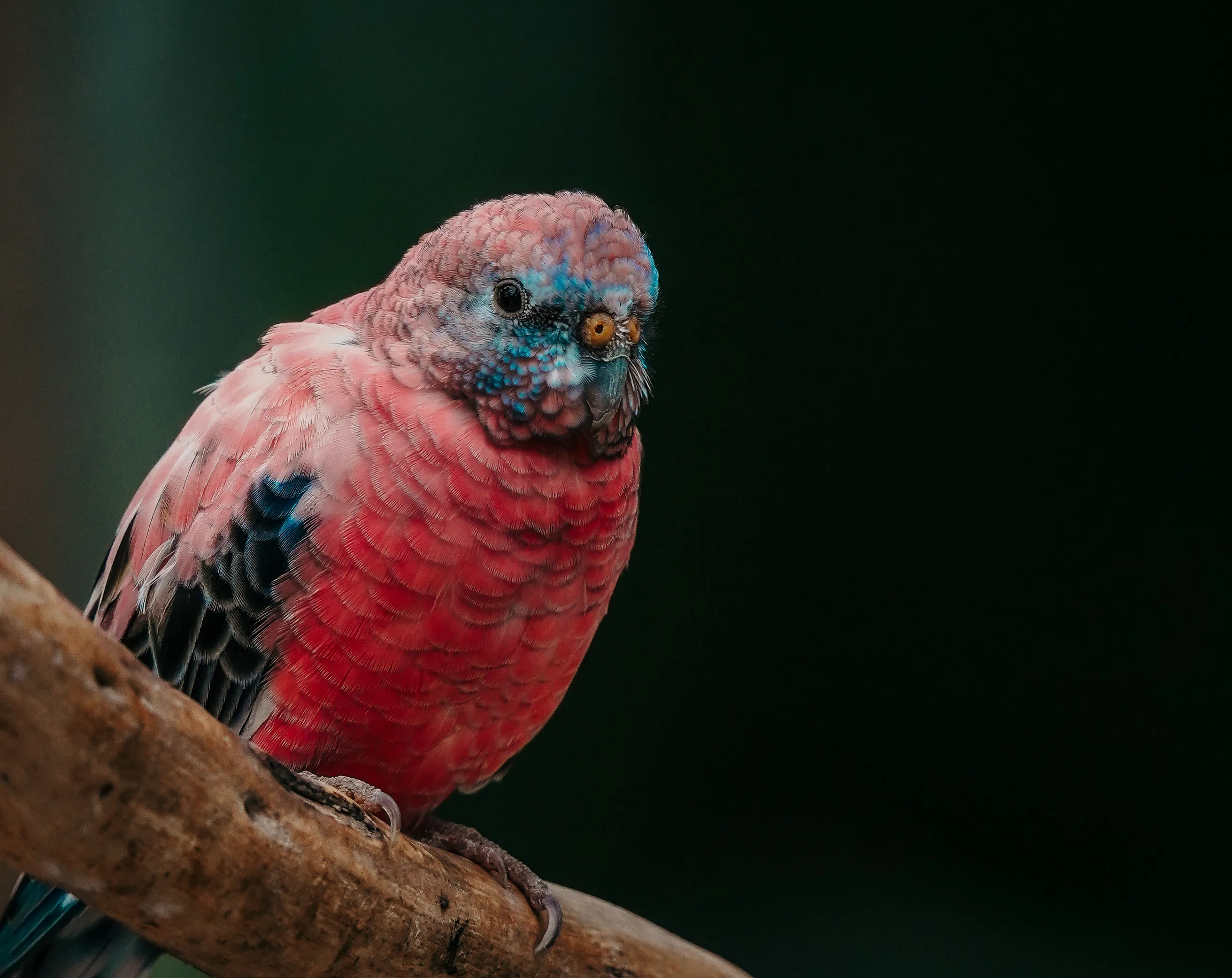 Wildlife photo