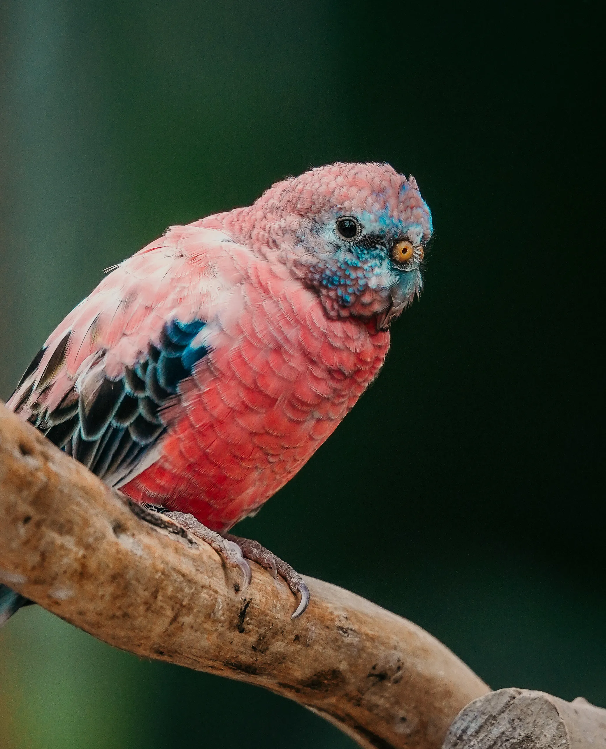 Wildlife photo