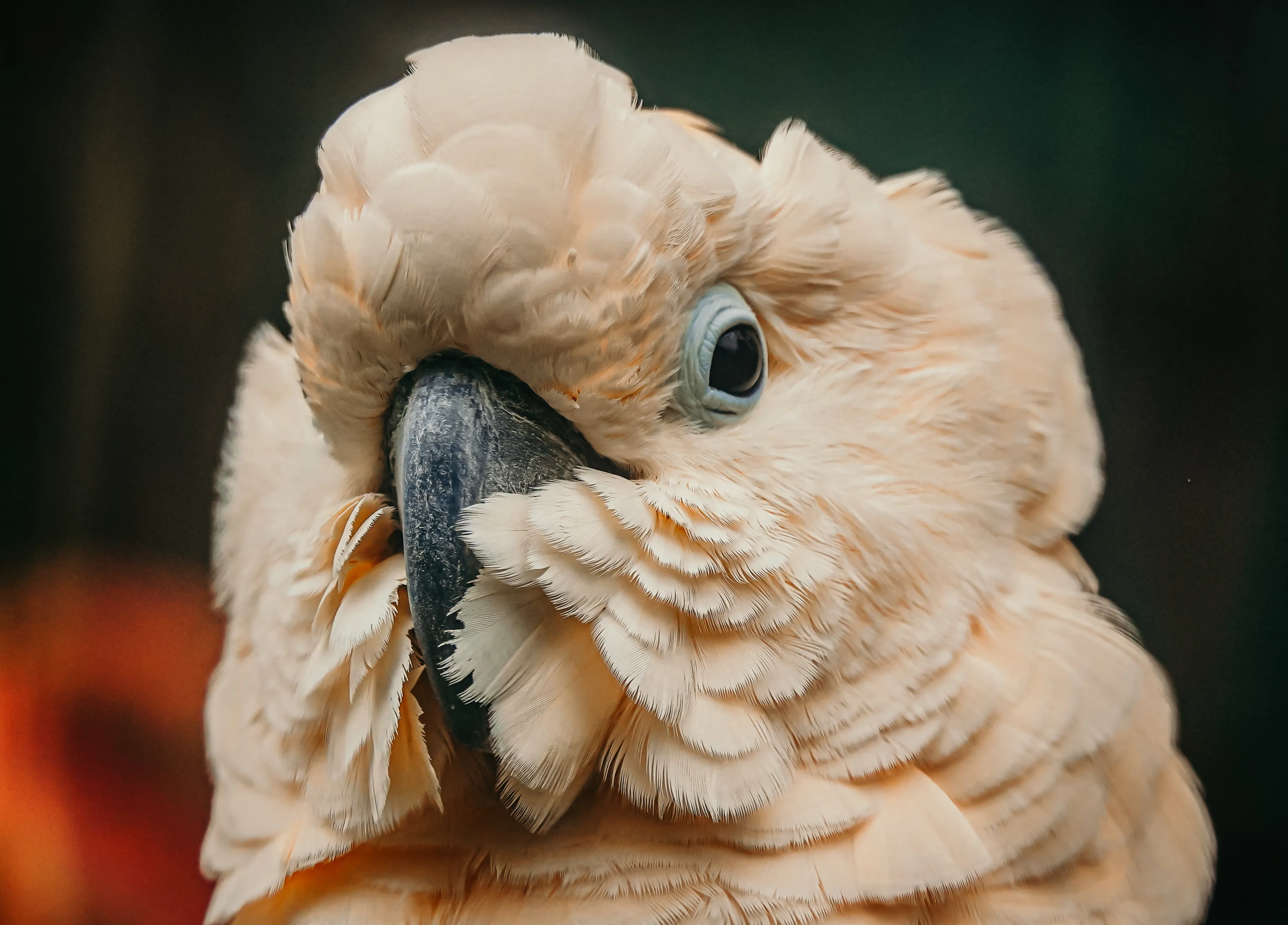 Wildlife photo