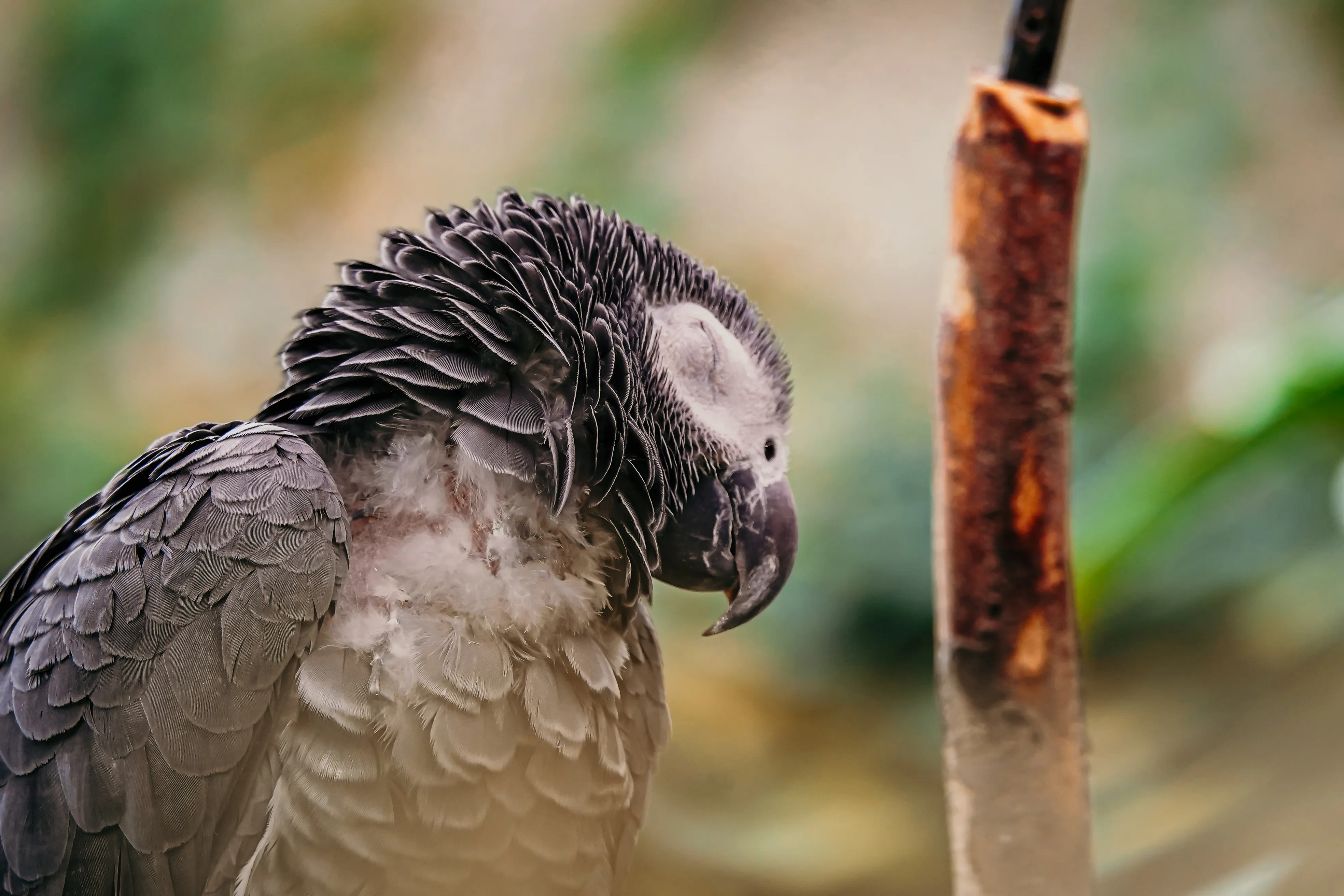 Wildlife photo