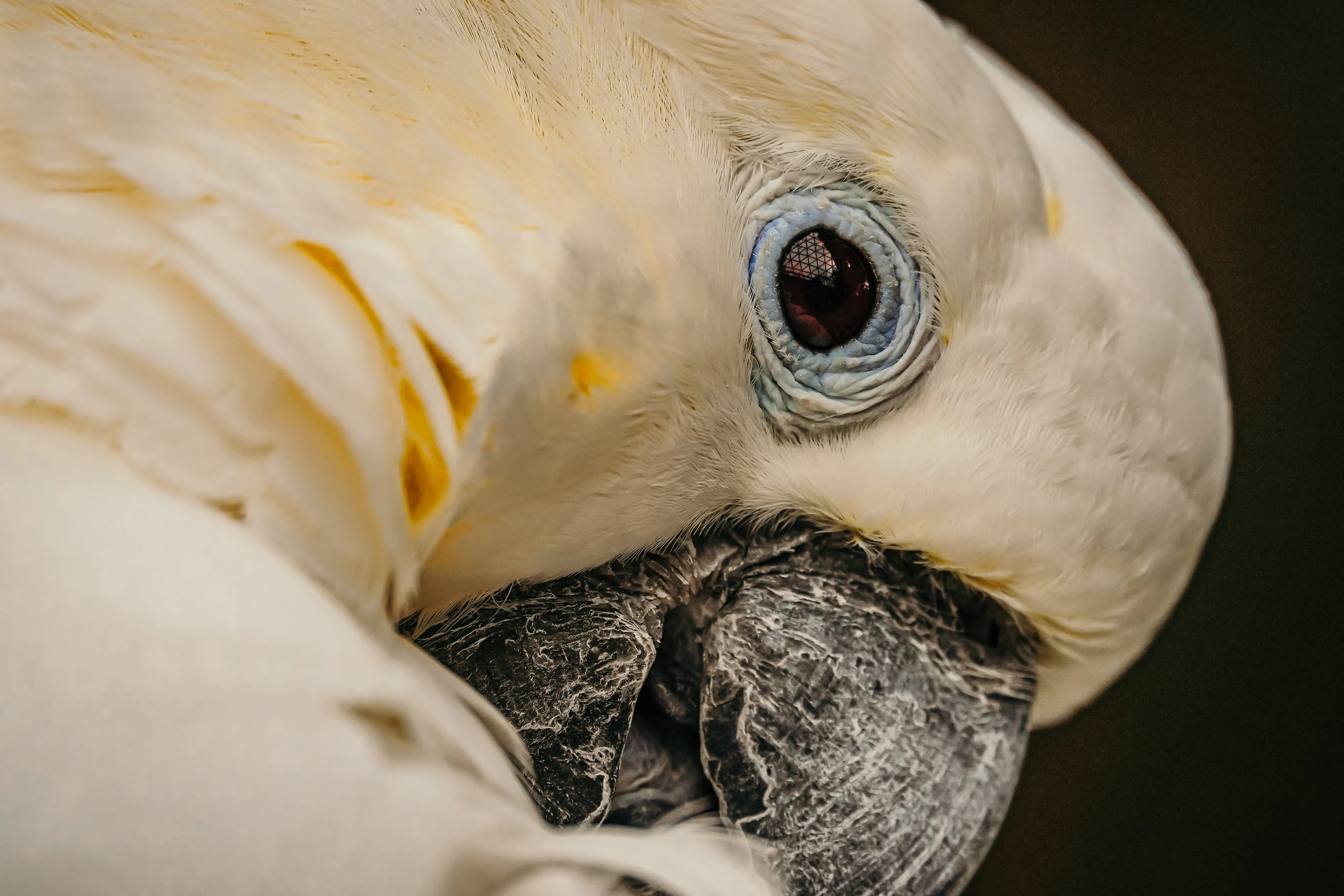 Wildlife photo