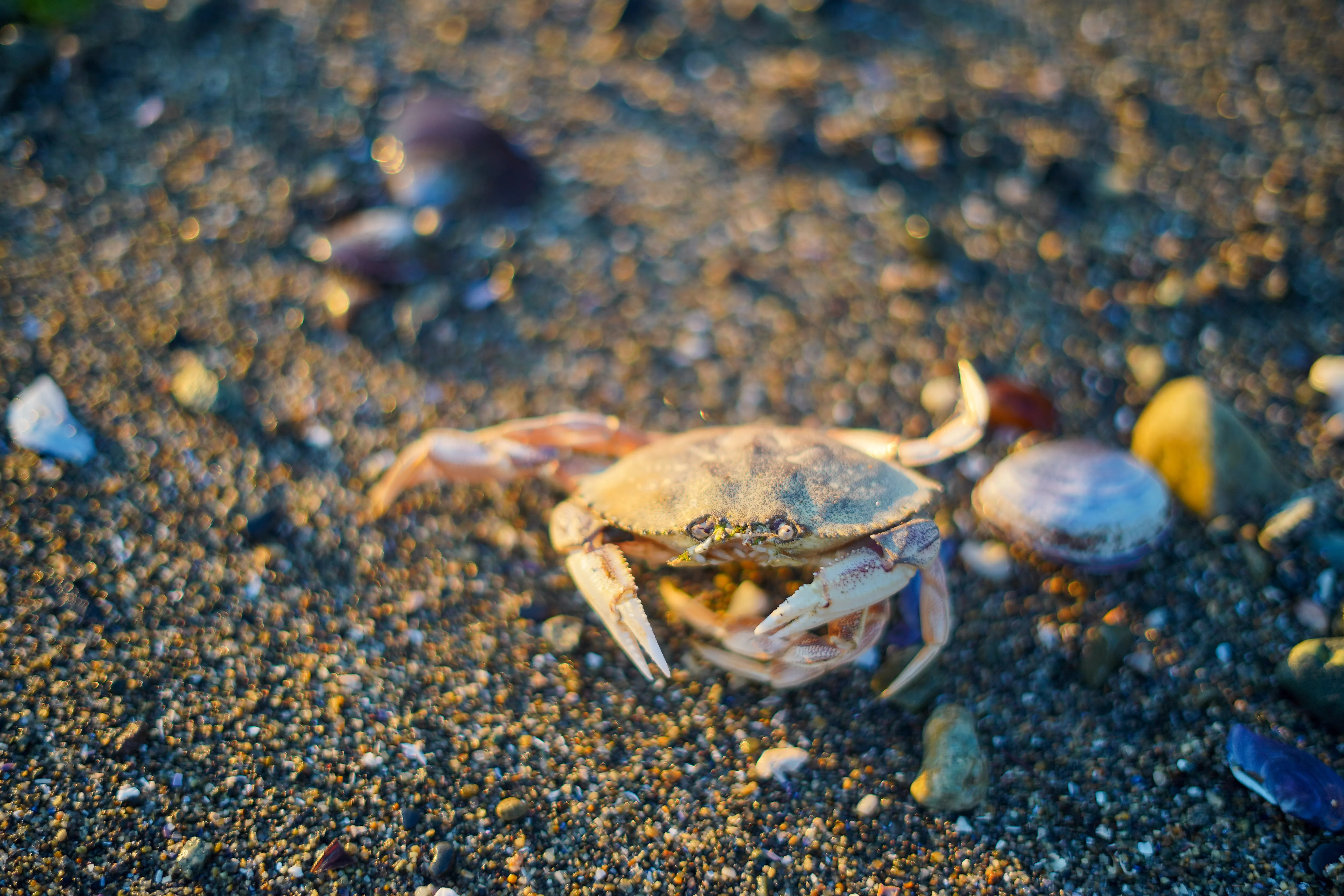 Wildlife photo