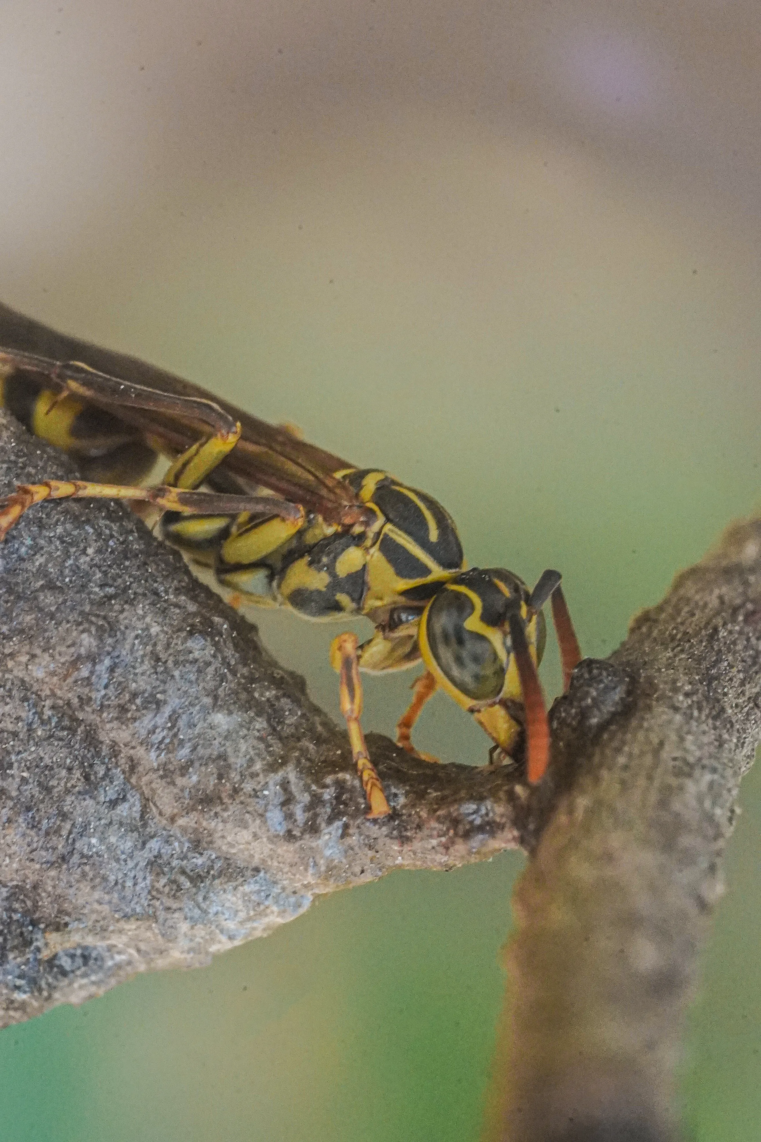 Wildlife photo