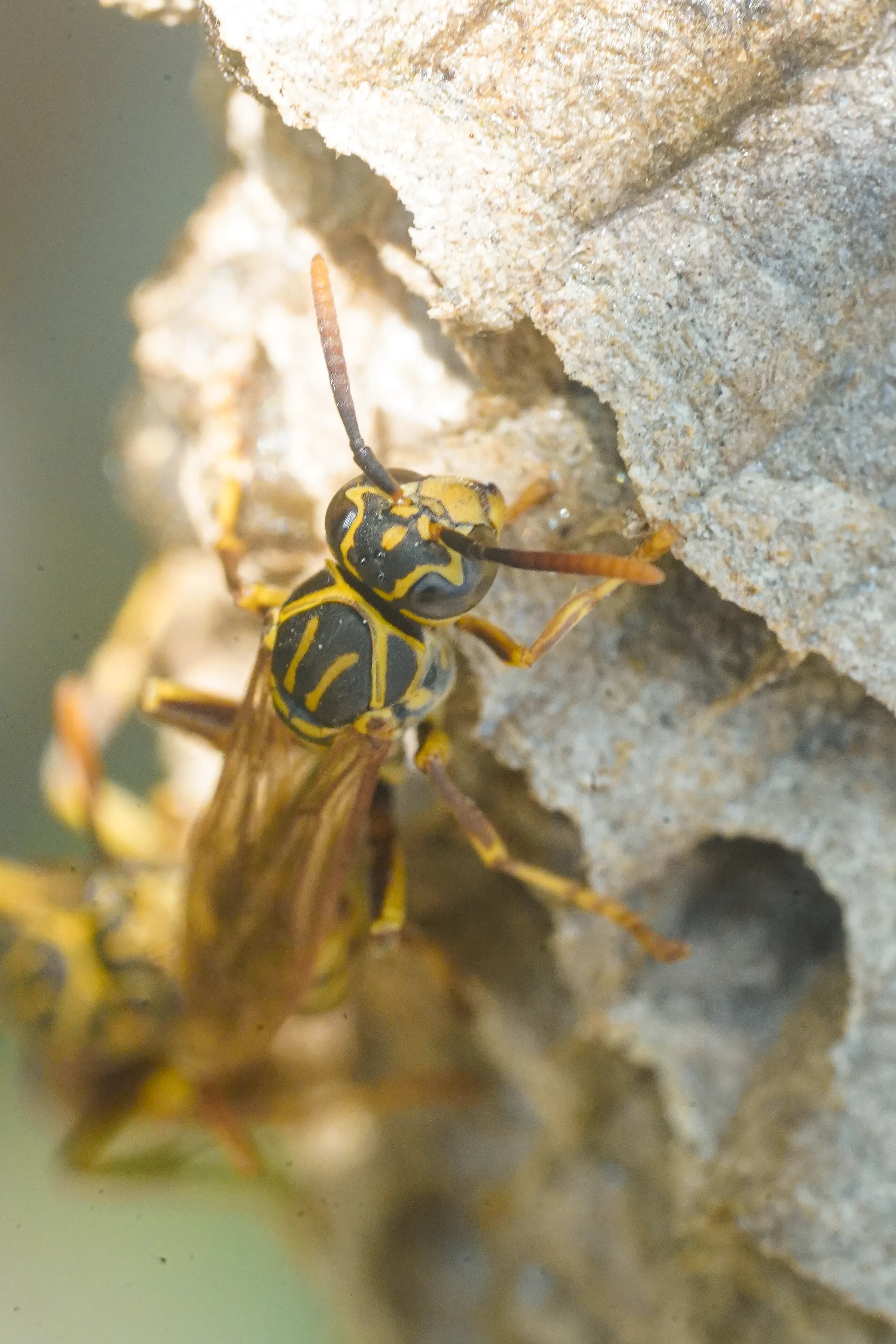 Wildlife photo