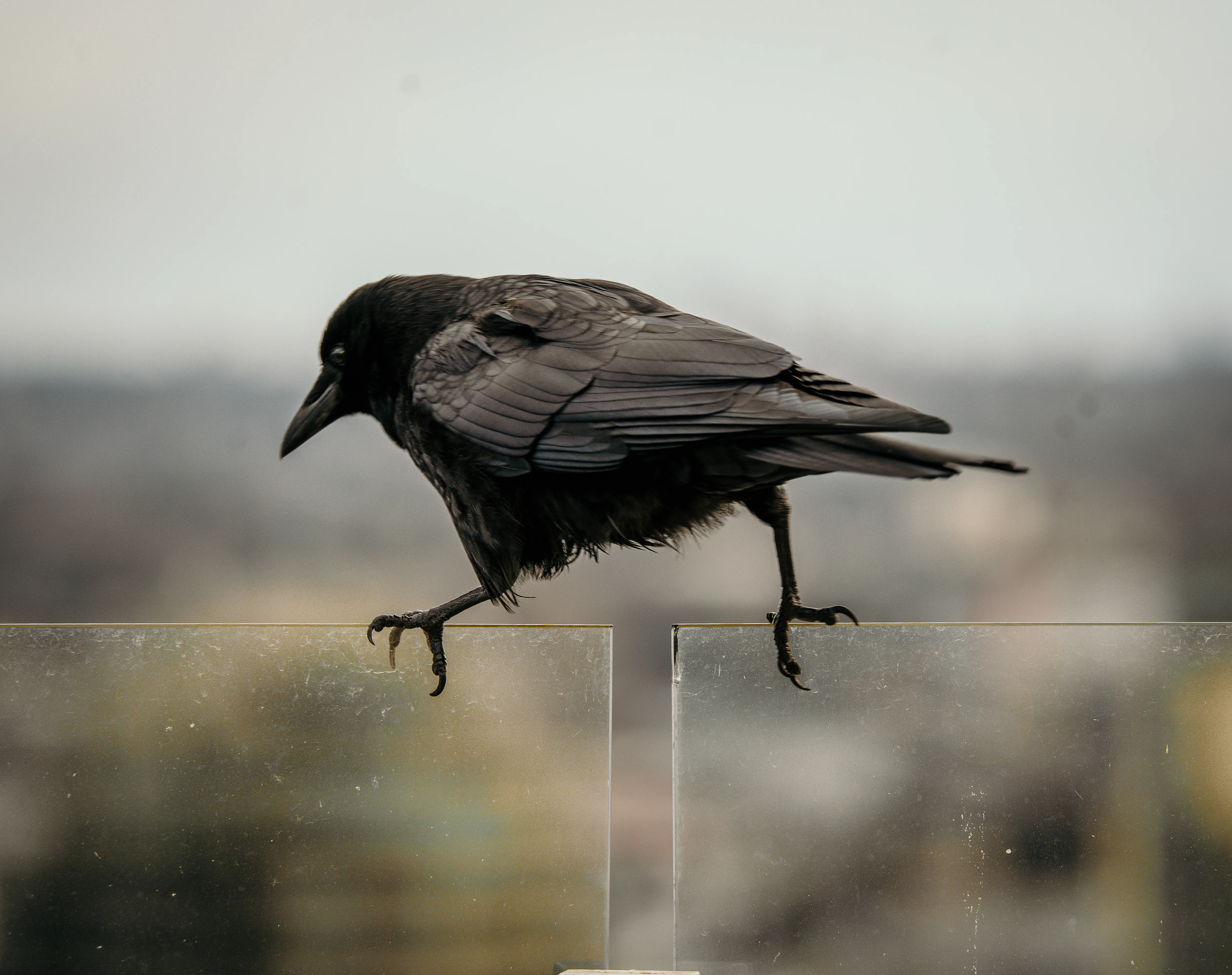 Wildlife photo