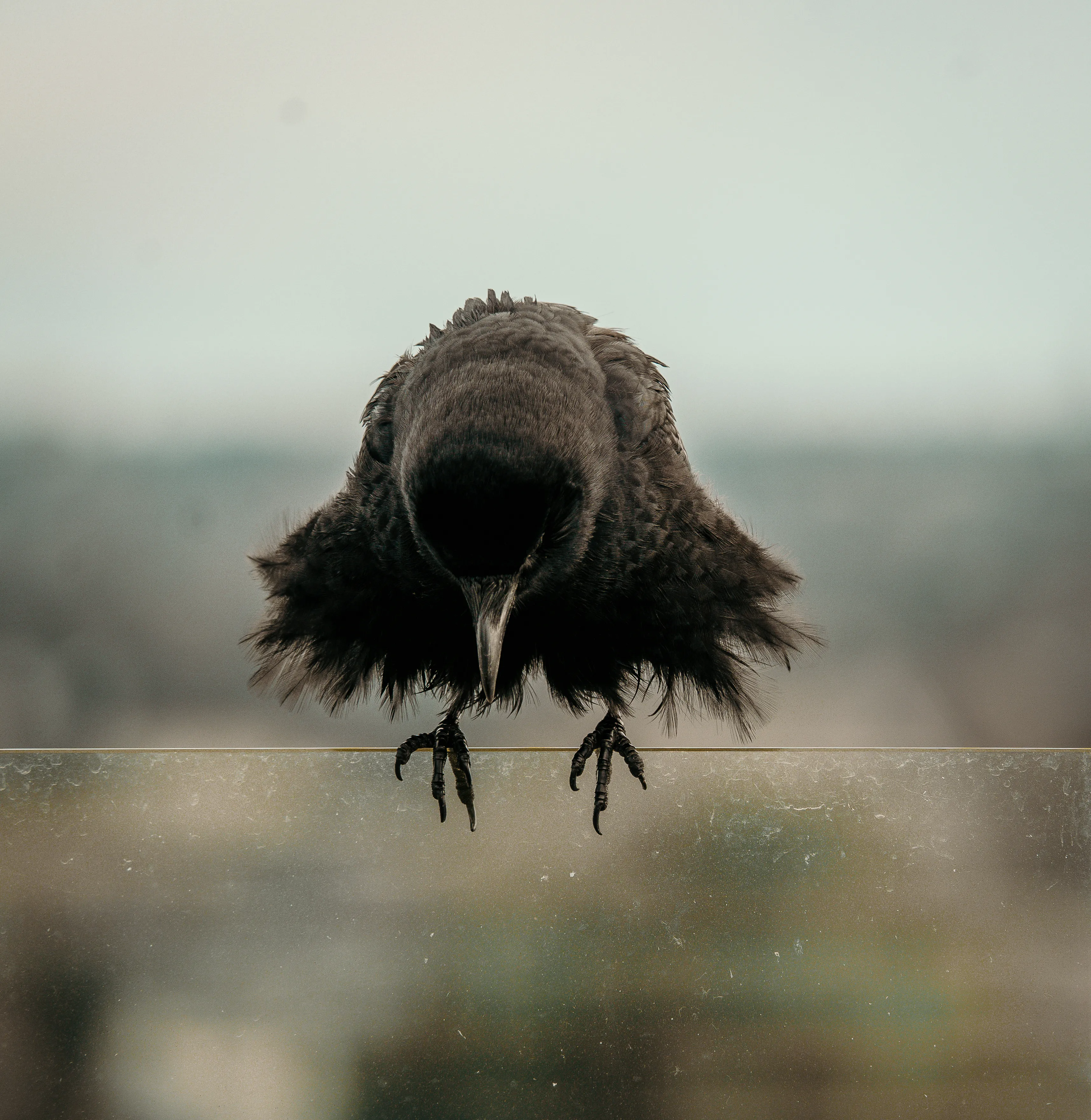 Wildlife photo