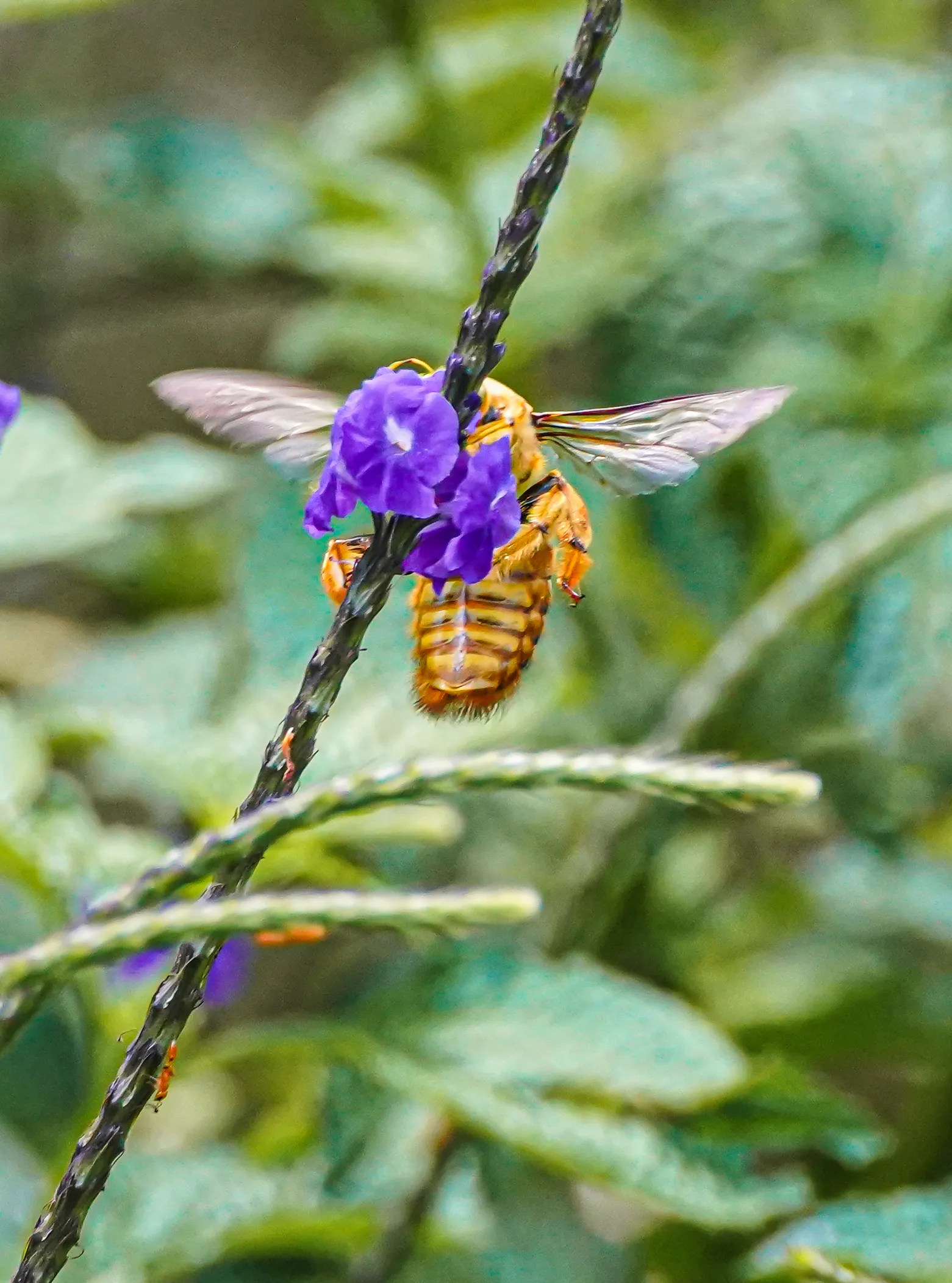 Wildlife photo