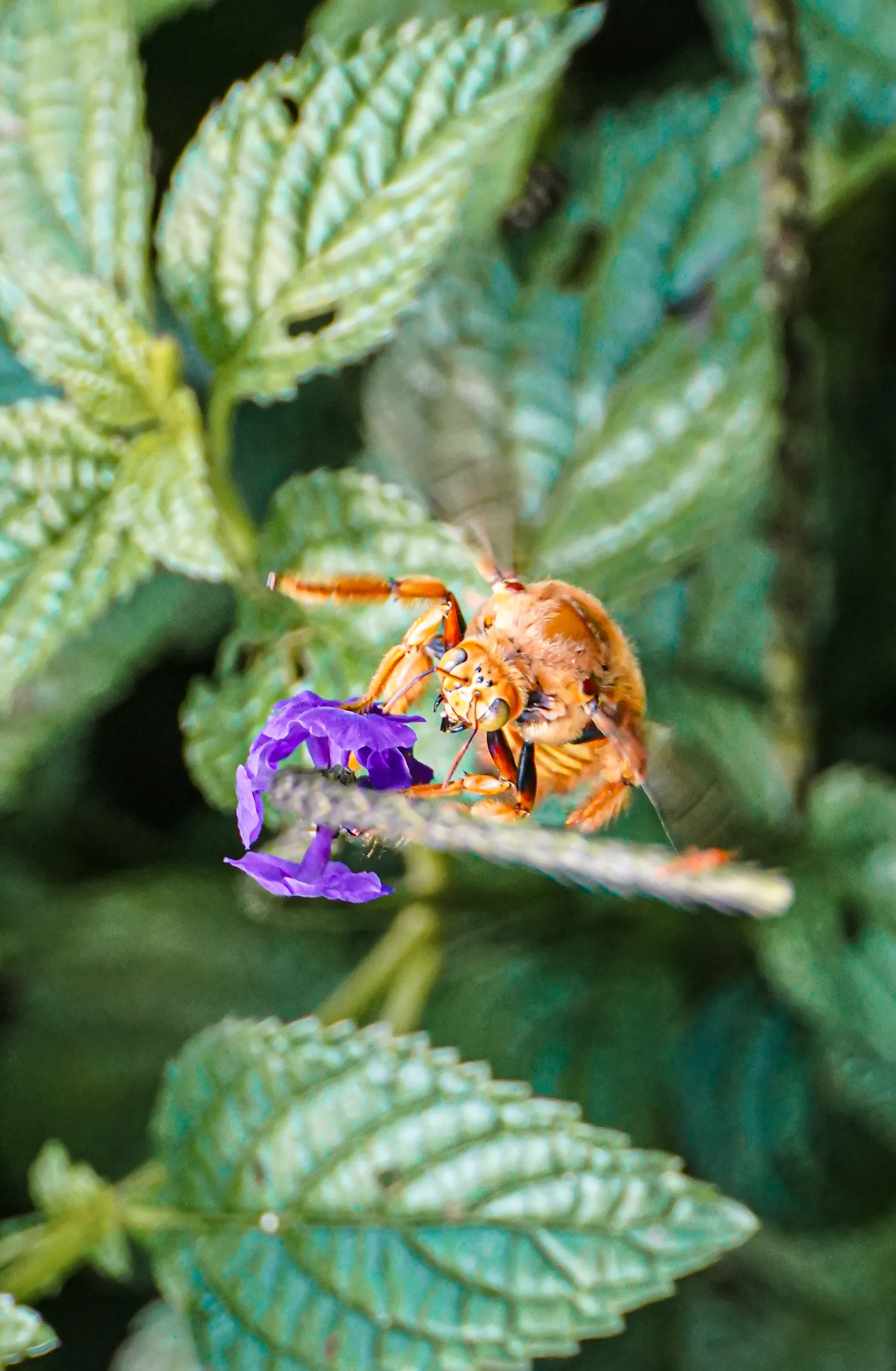 Wildlife photo