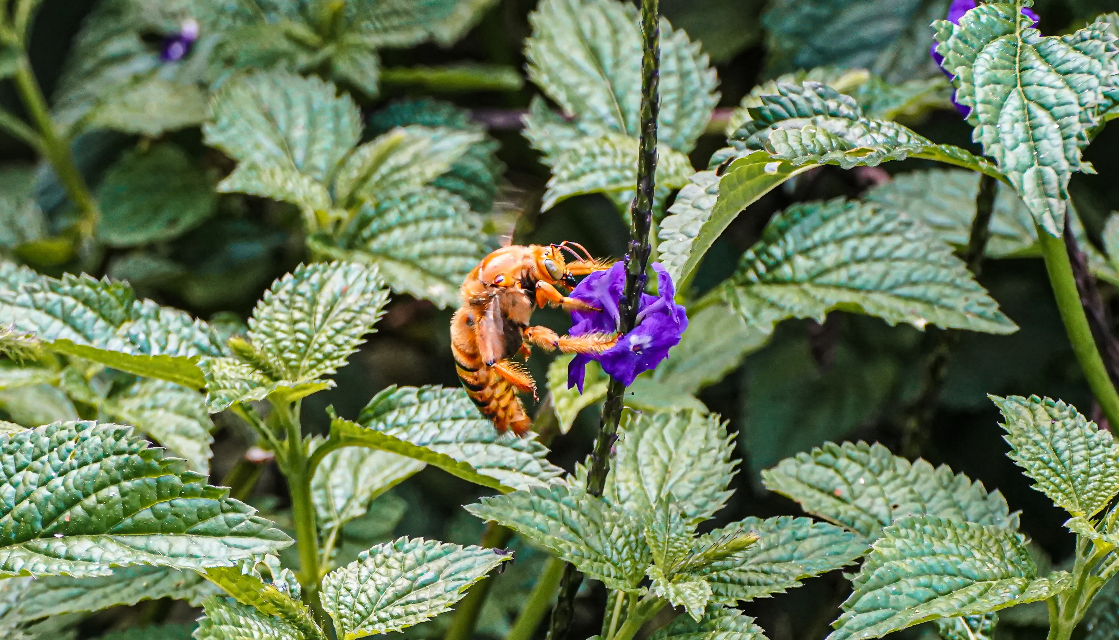 Wildlife photo