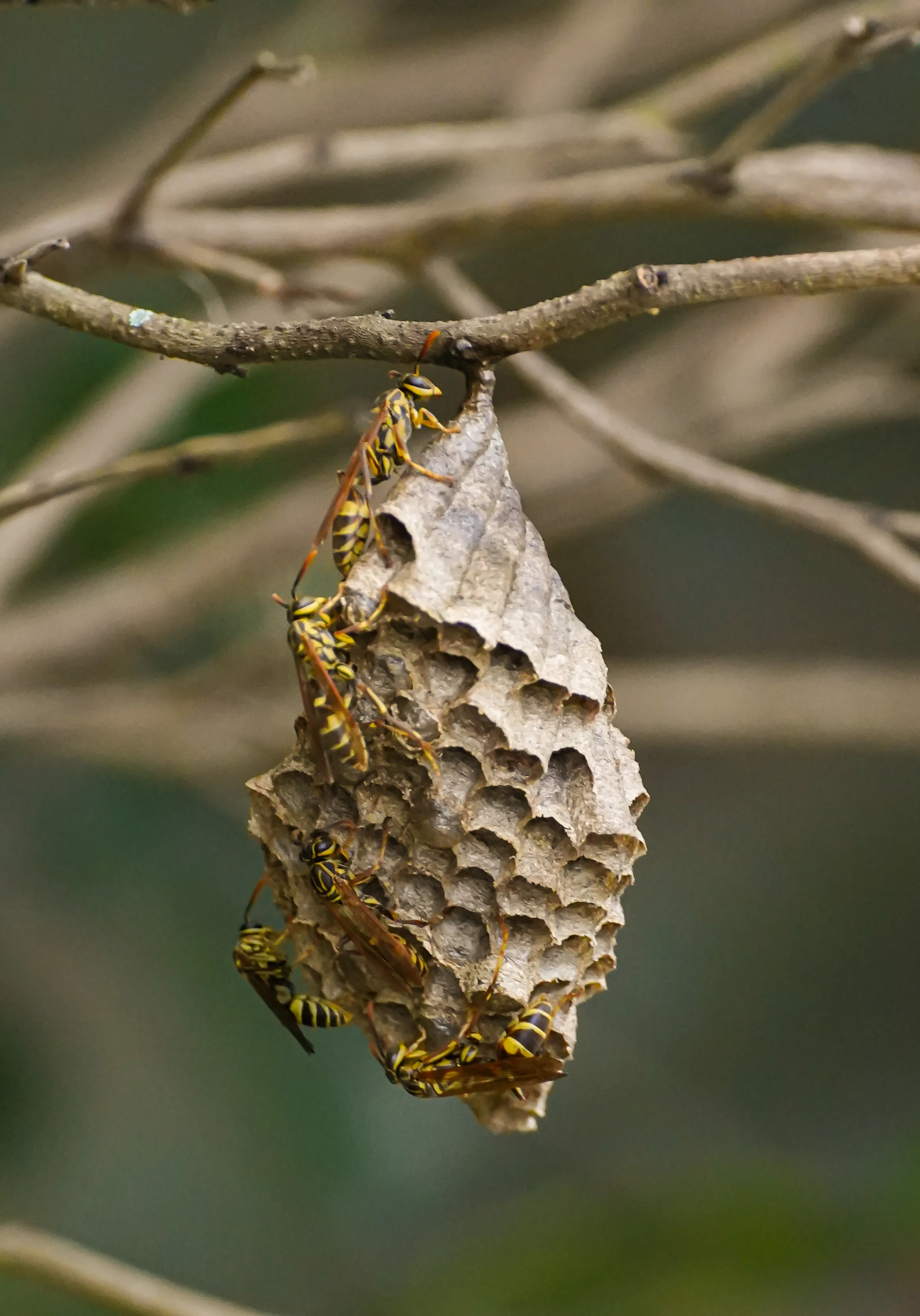 Wildlife photo