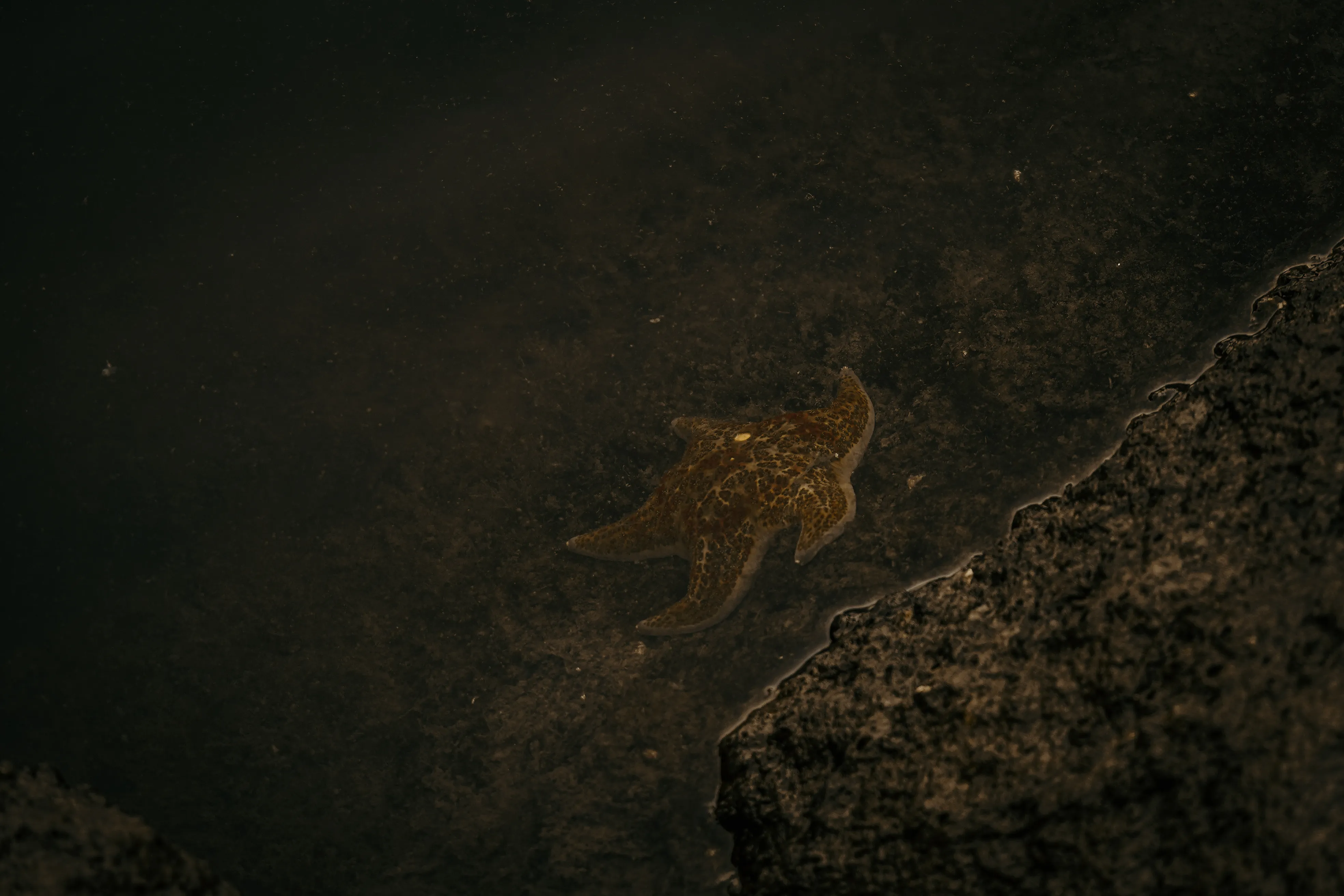 Wildlife photo