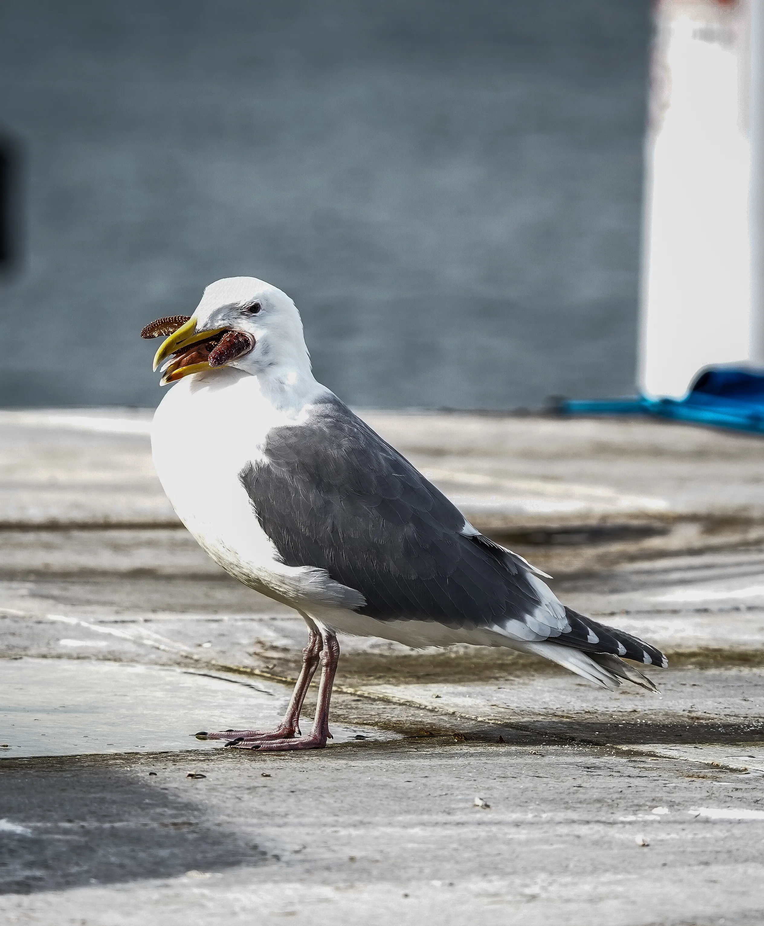Wildlife photo