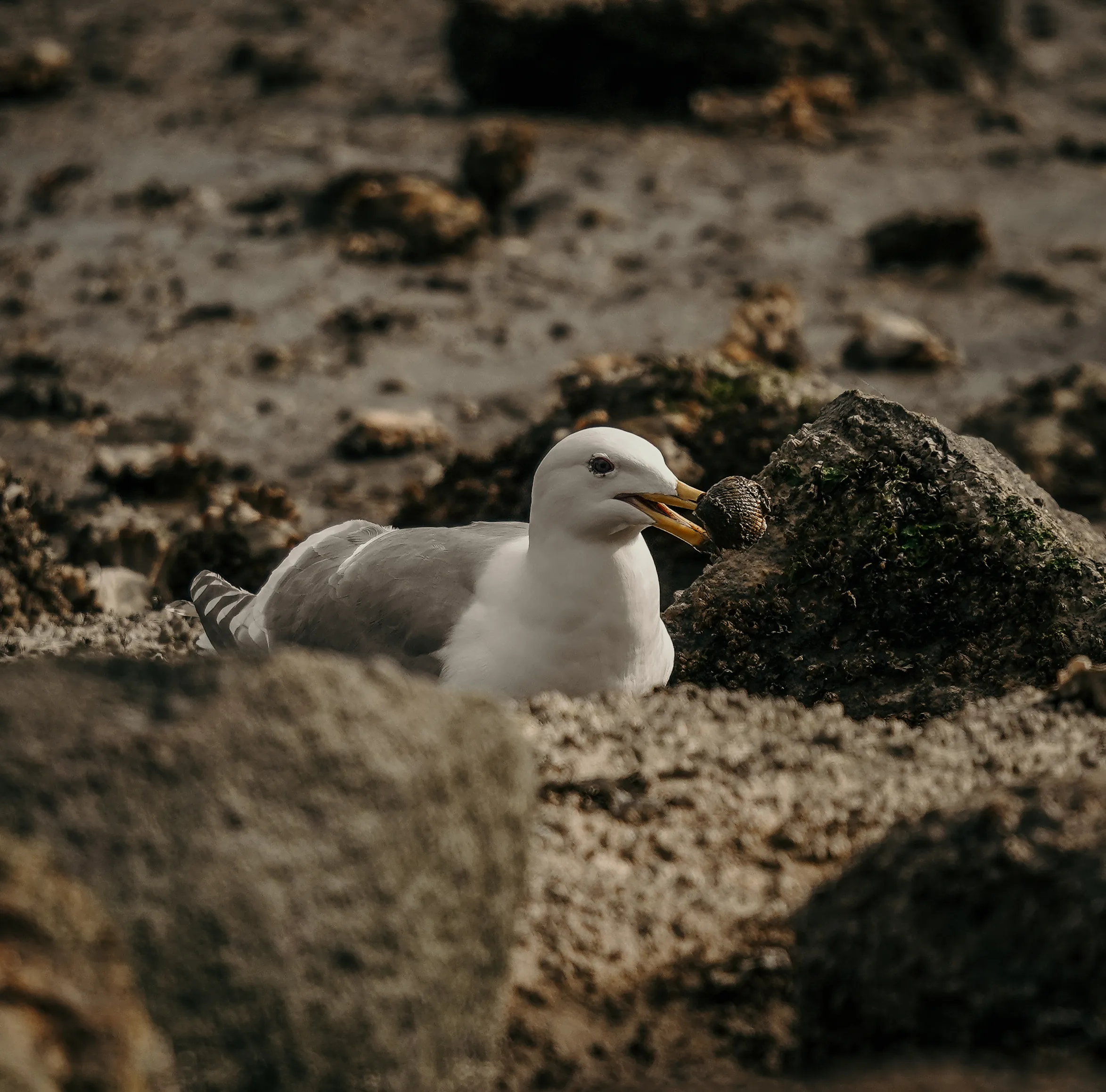 Wildlife photo
