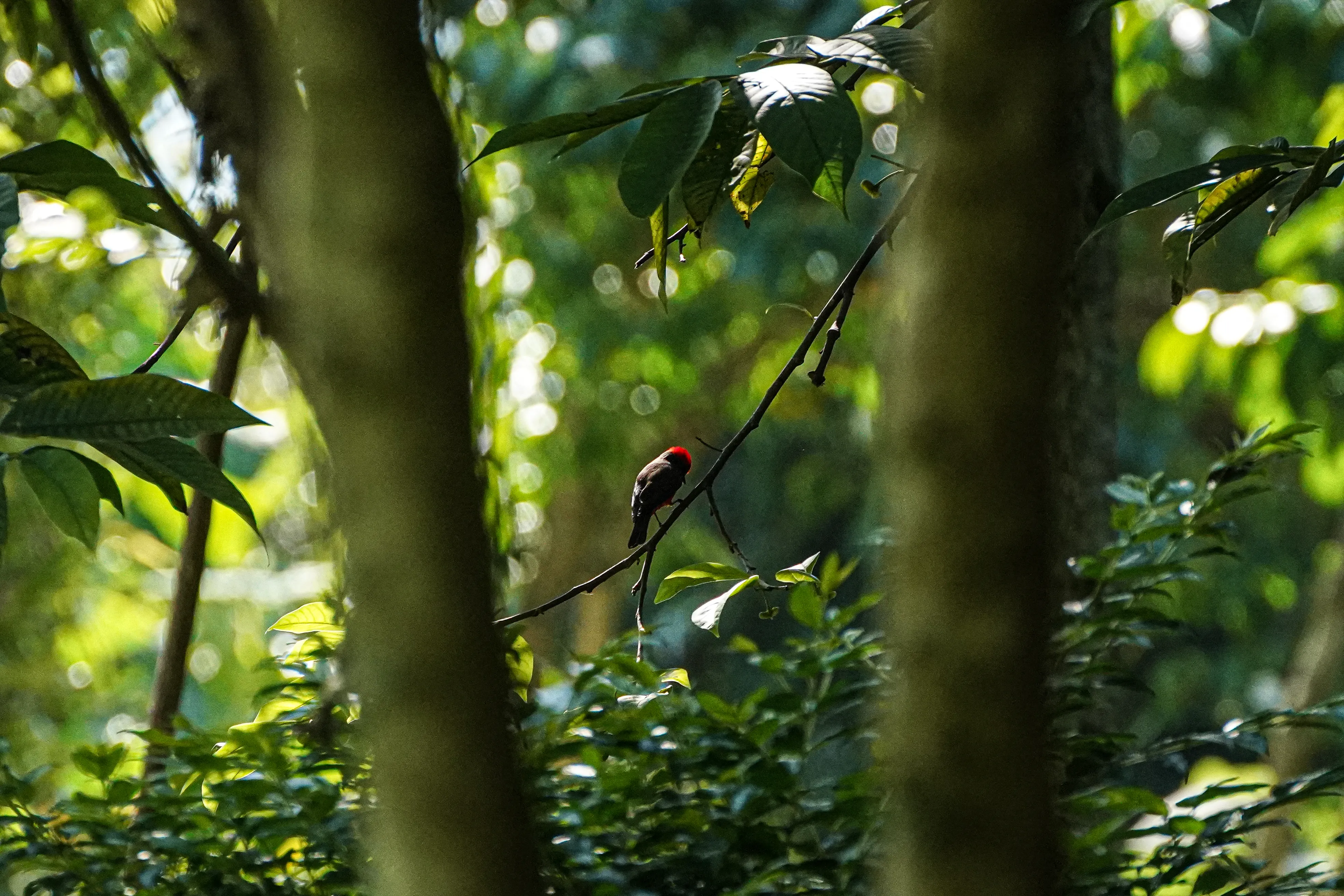 Wildlife photo