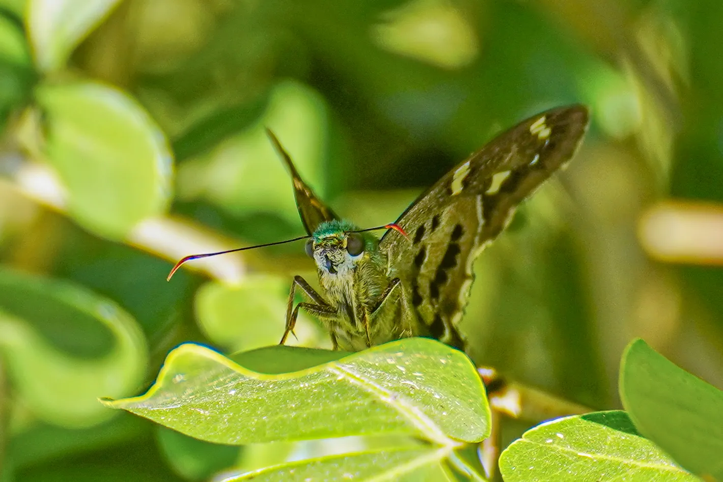 Wildlife photo