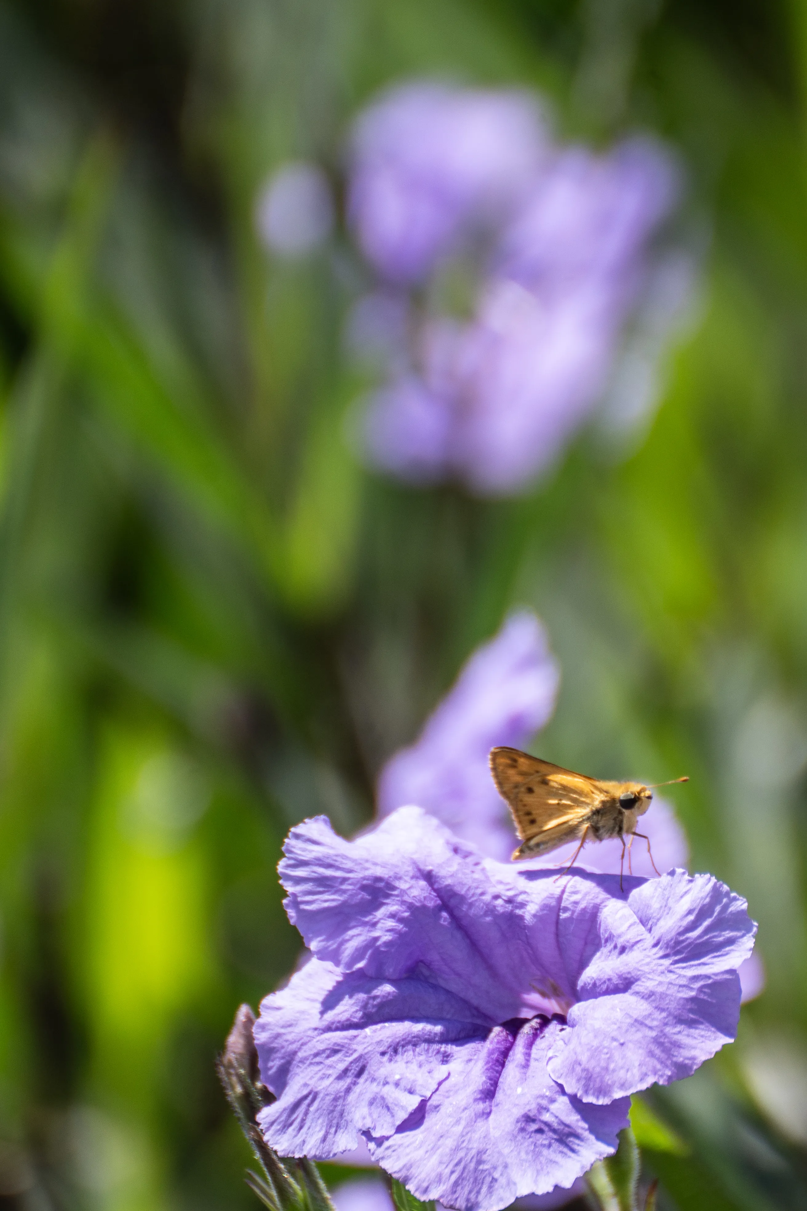 Wildlife photo