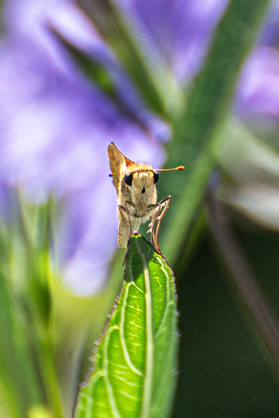 Wildlife photo