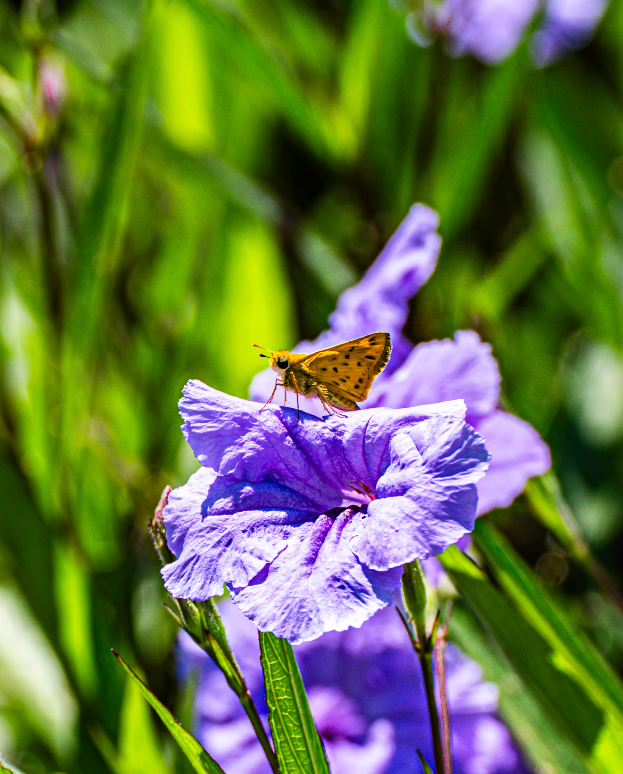 Wildlife photo