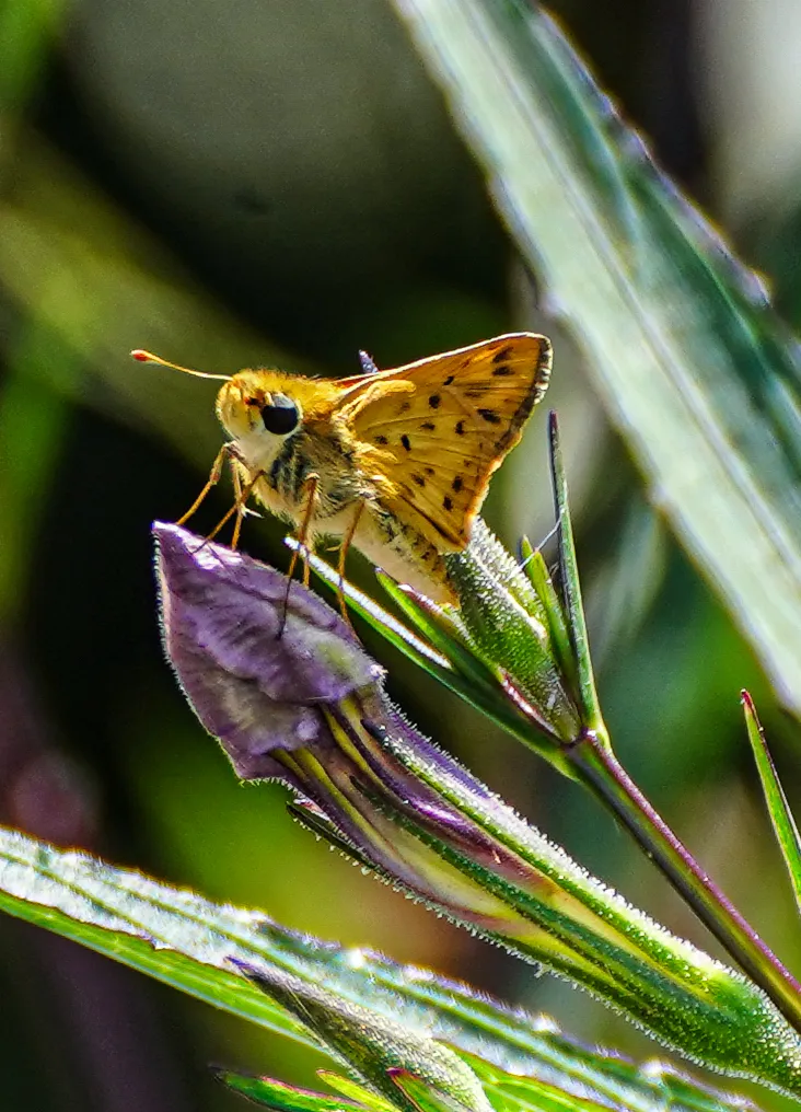 Wildlife photo