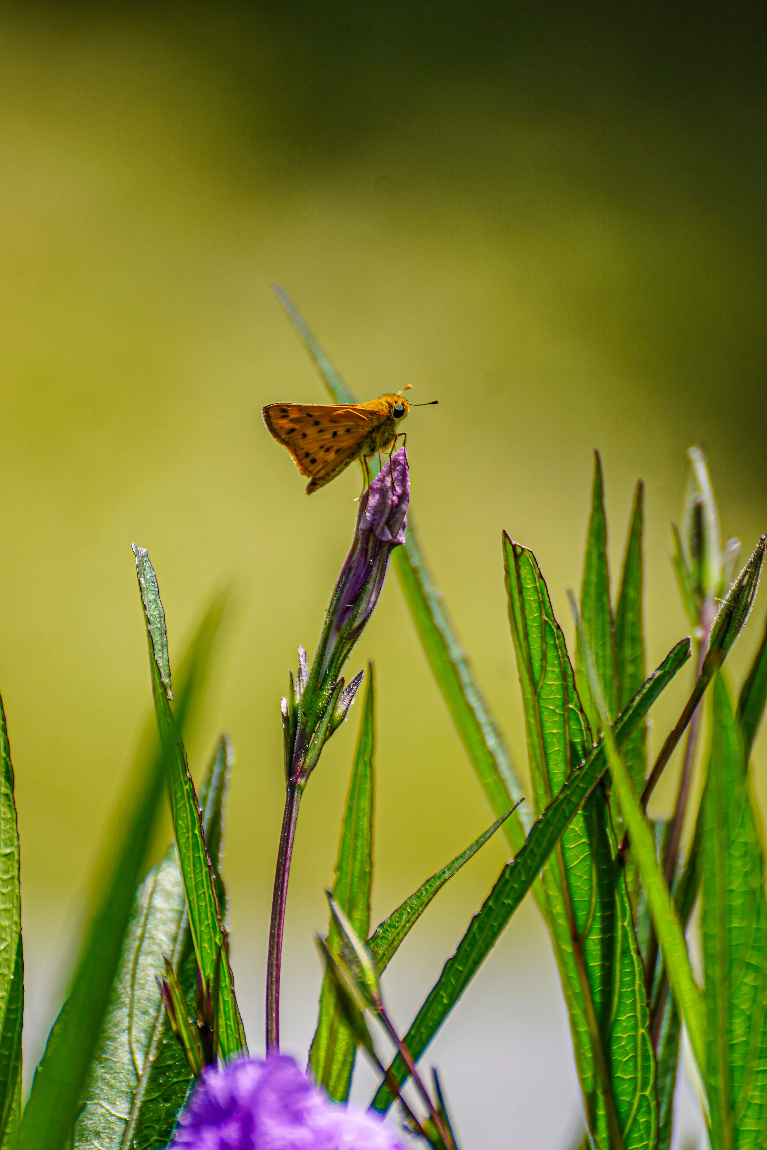 Wildlife photo