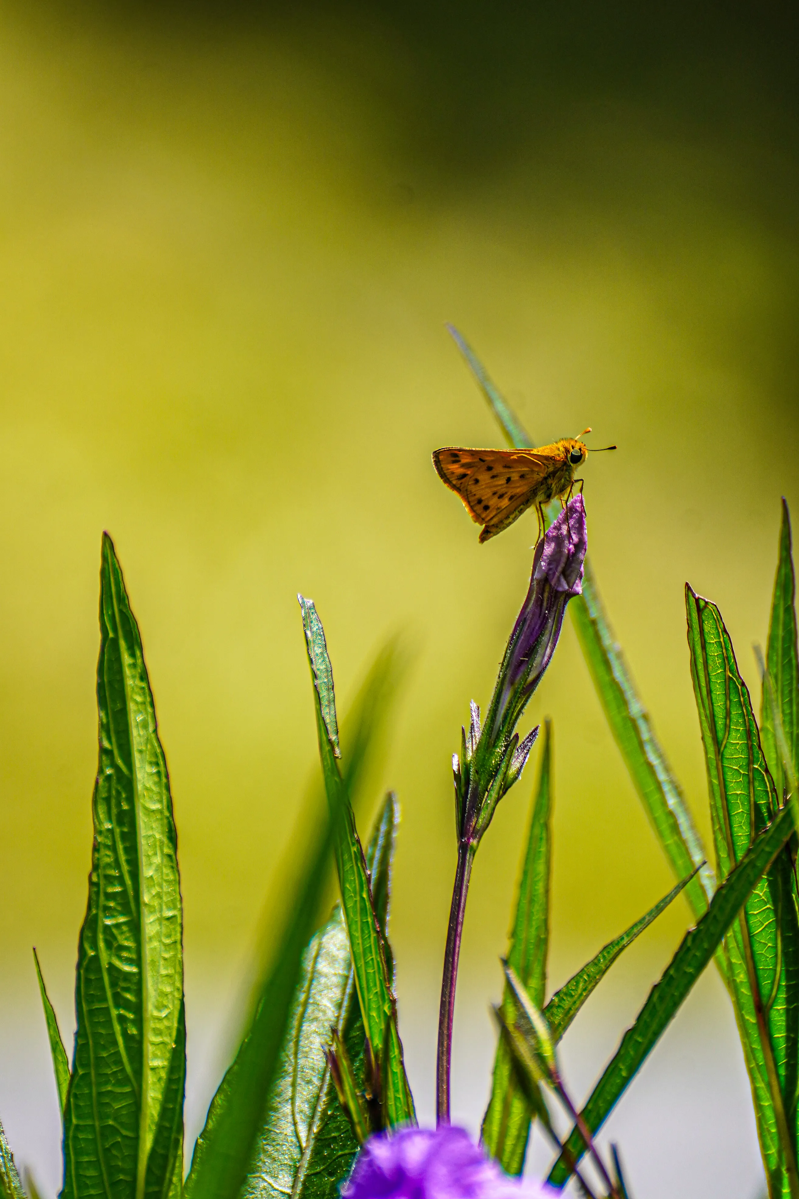 Wildlife photo