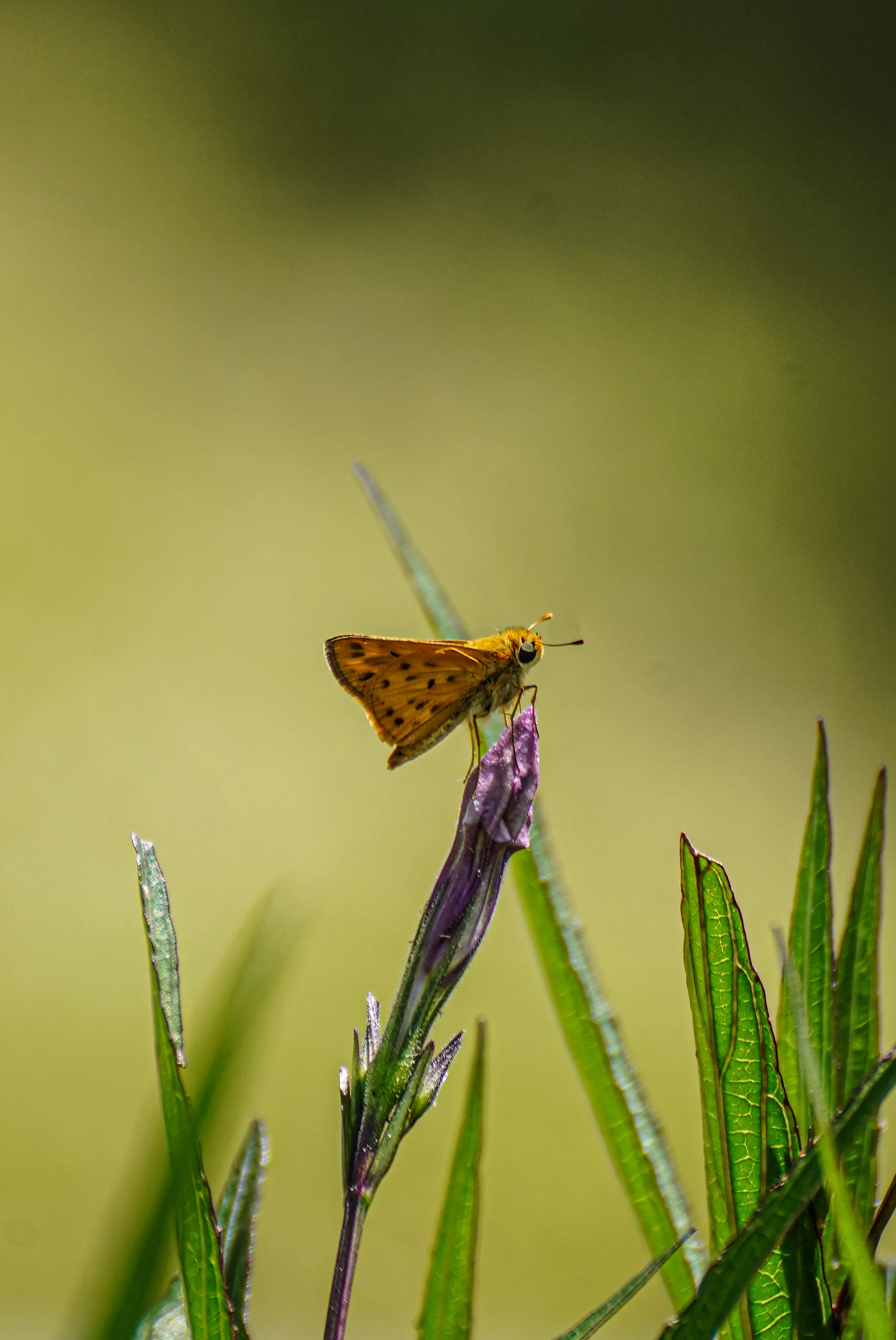 Wildlife photo