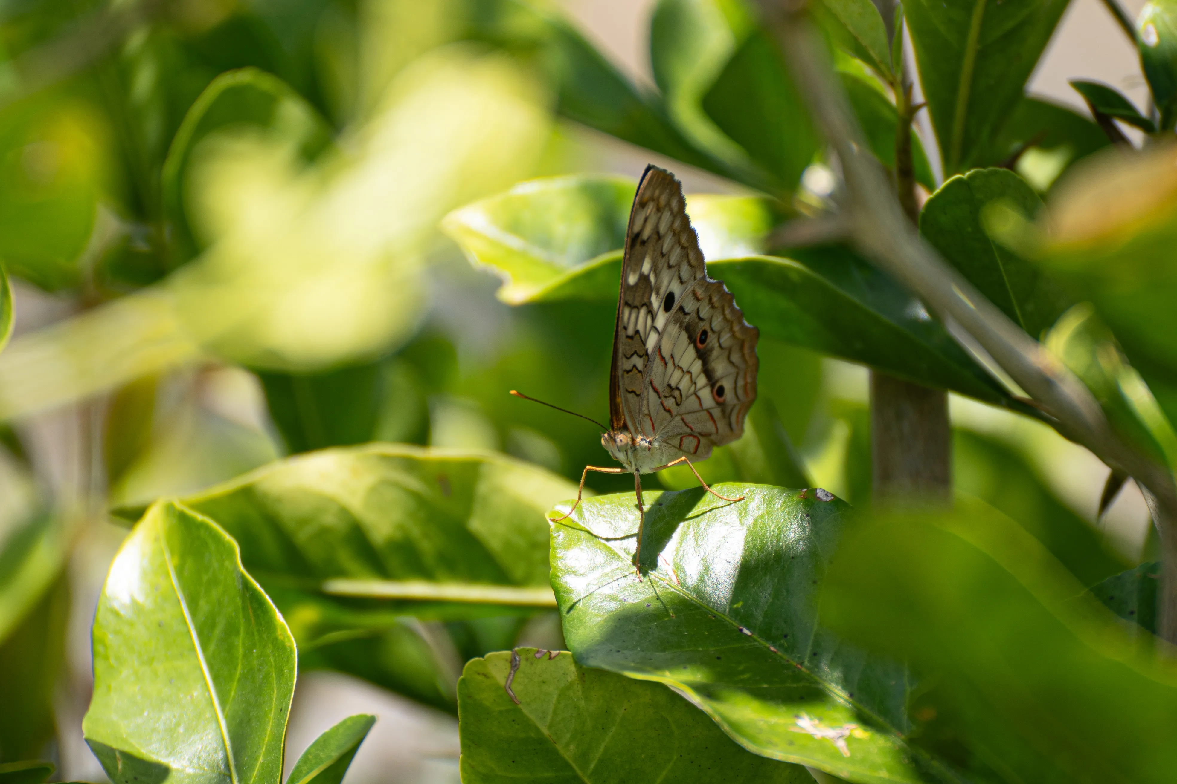Wildlife photo