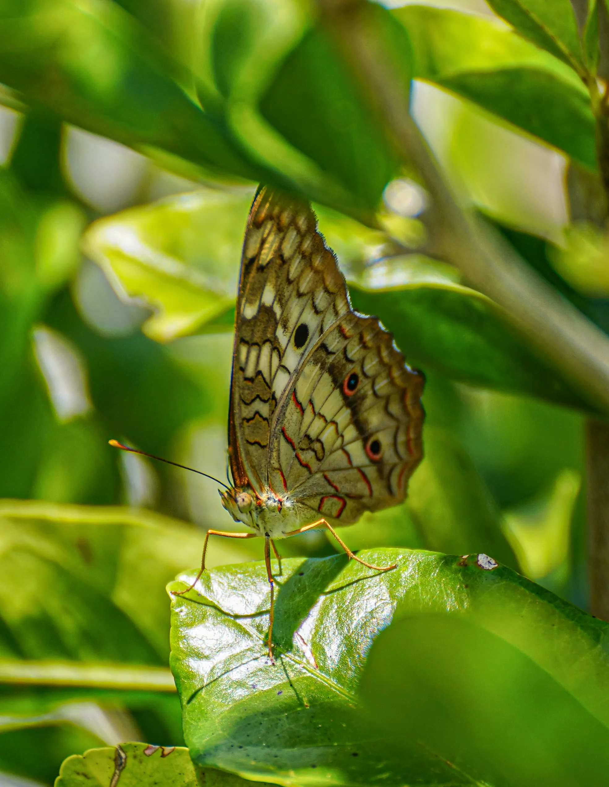 Wildlife photo