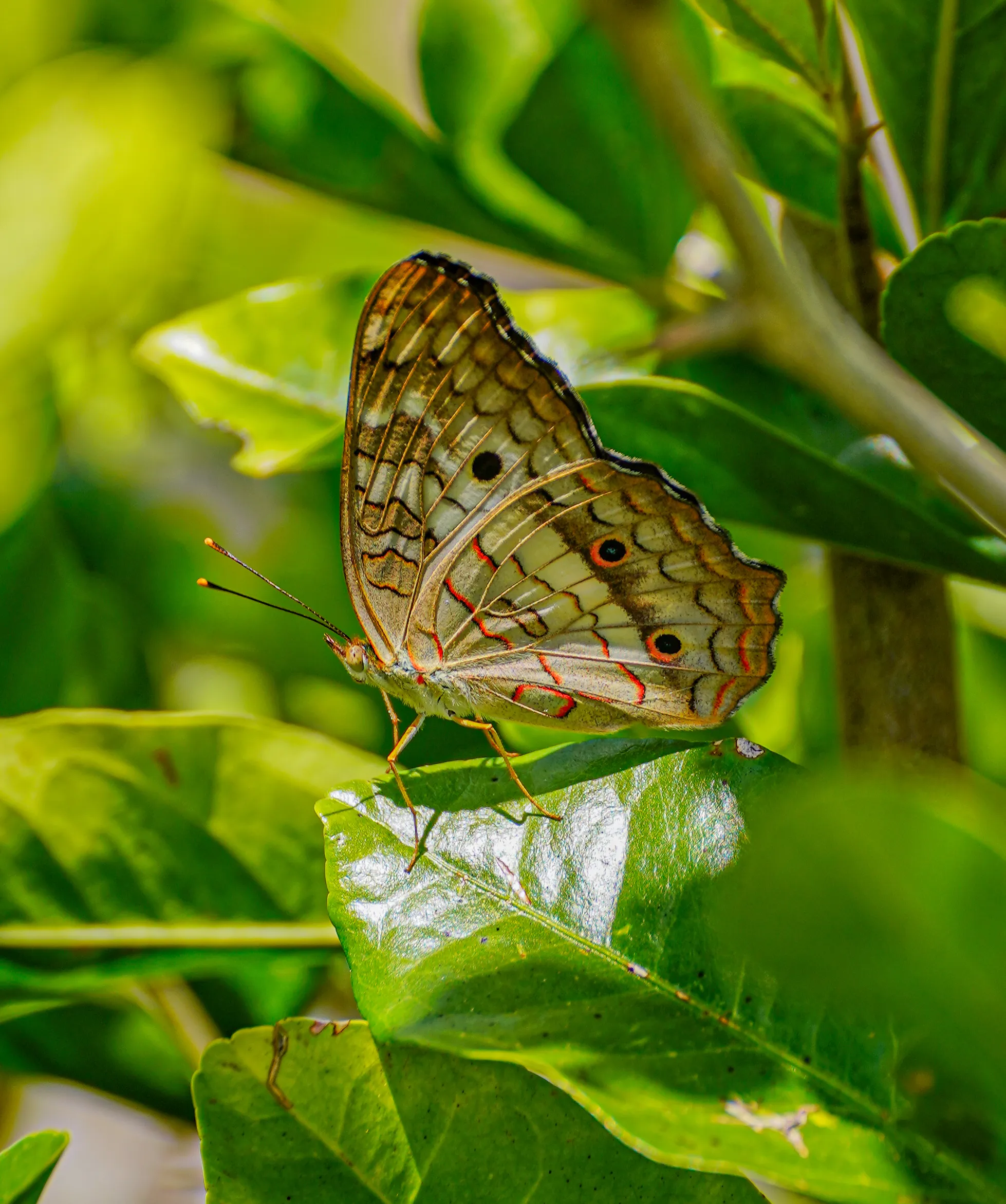 Wildlife photo