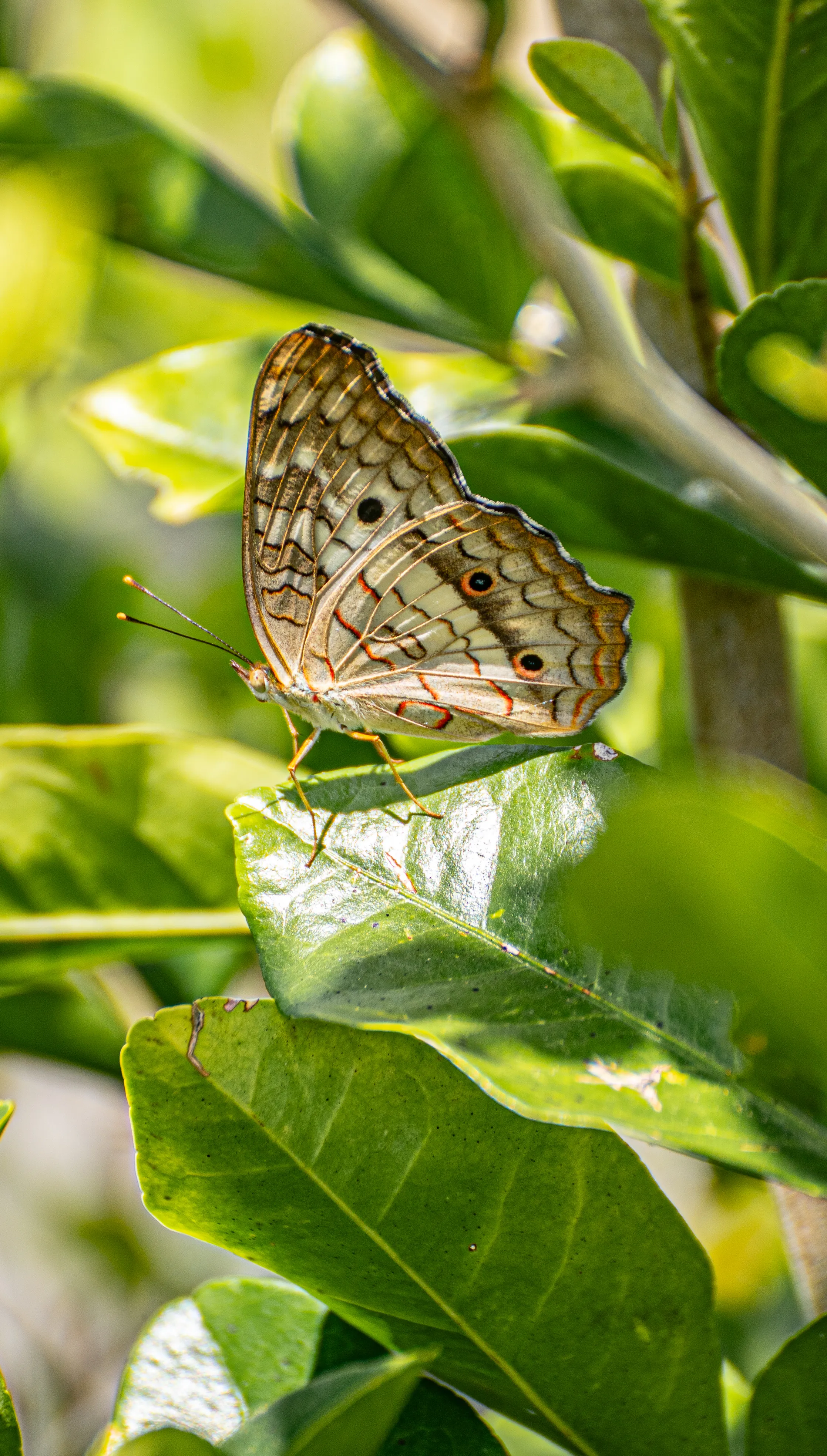 Wildlife photo