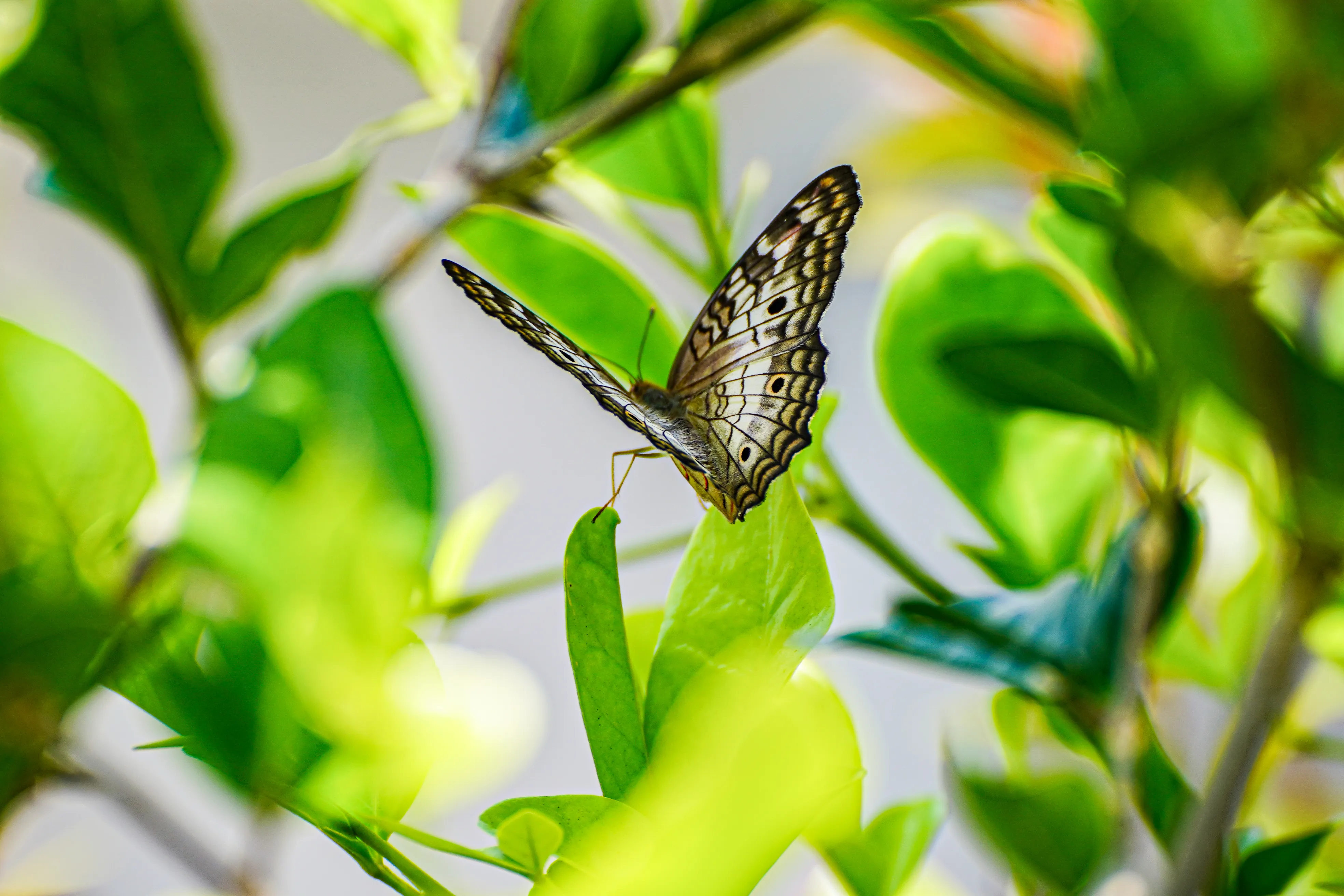 Wildlife photo