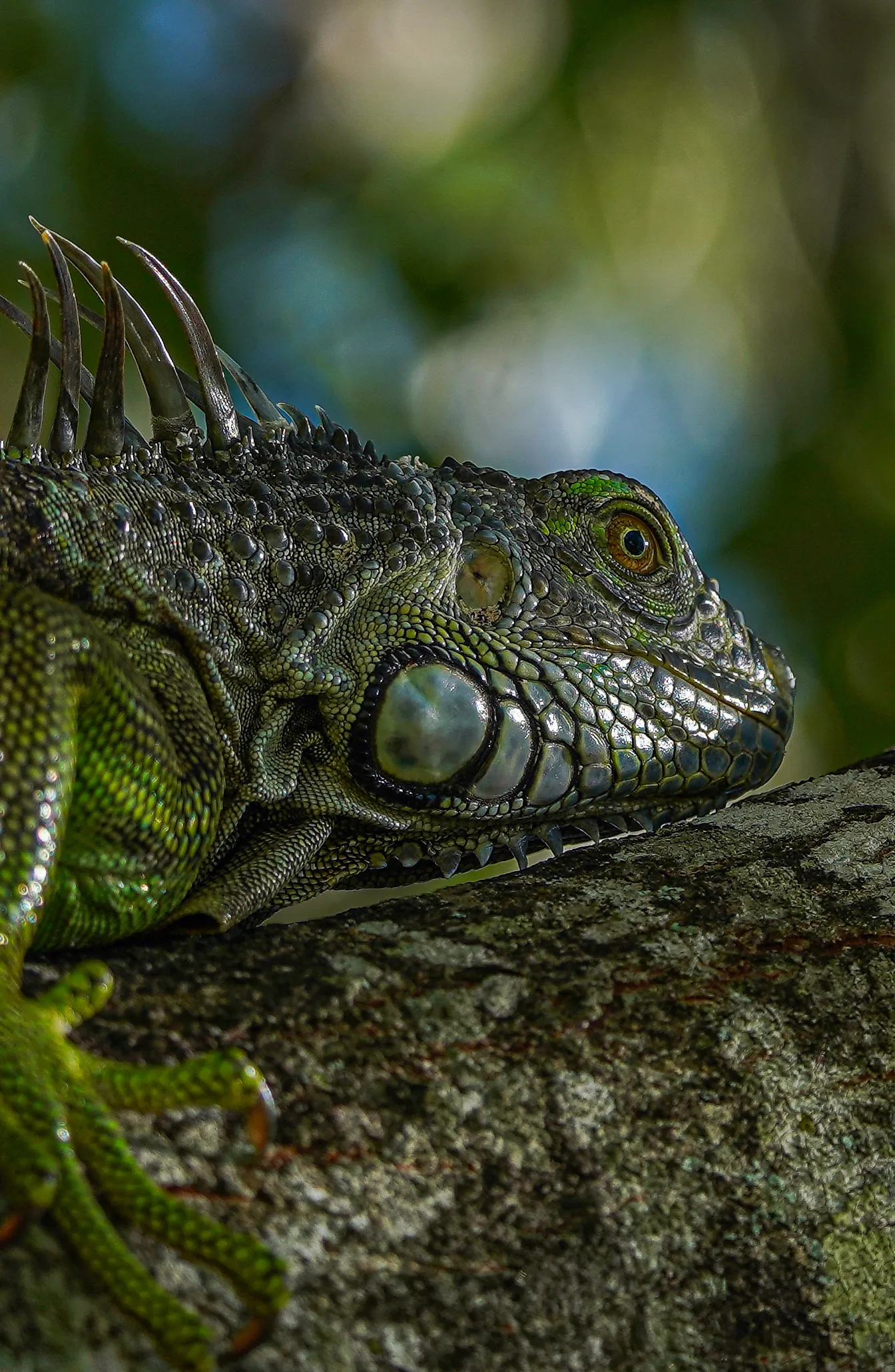 Wildlife photo