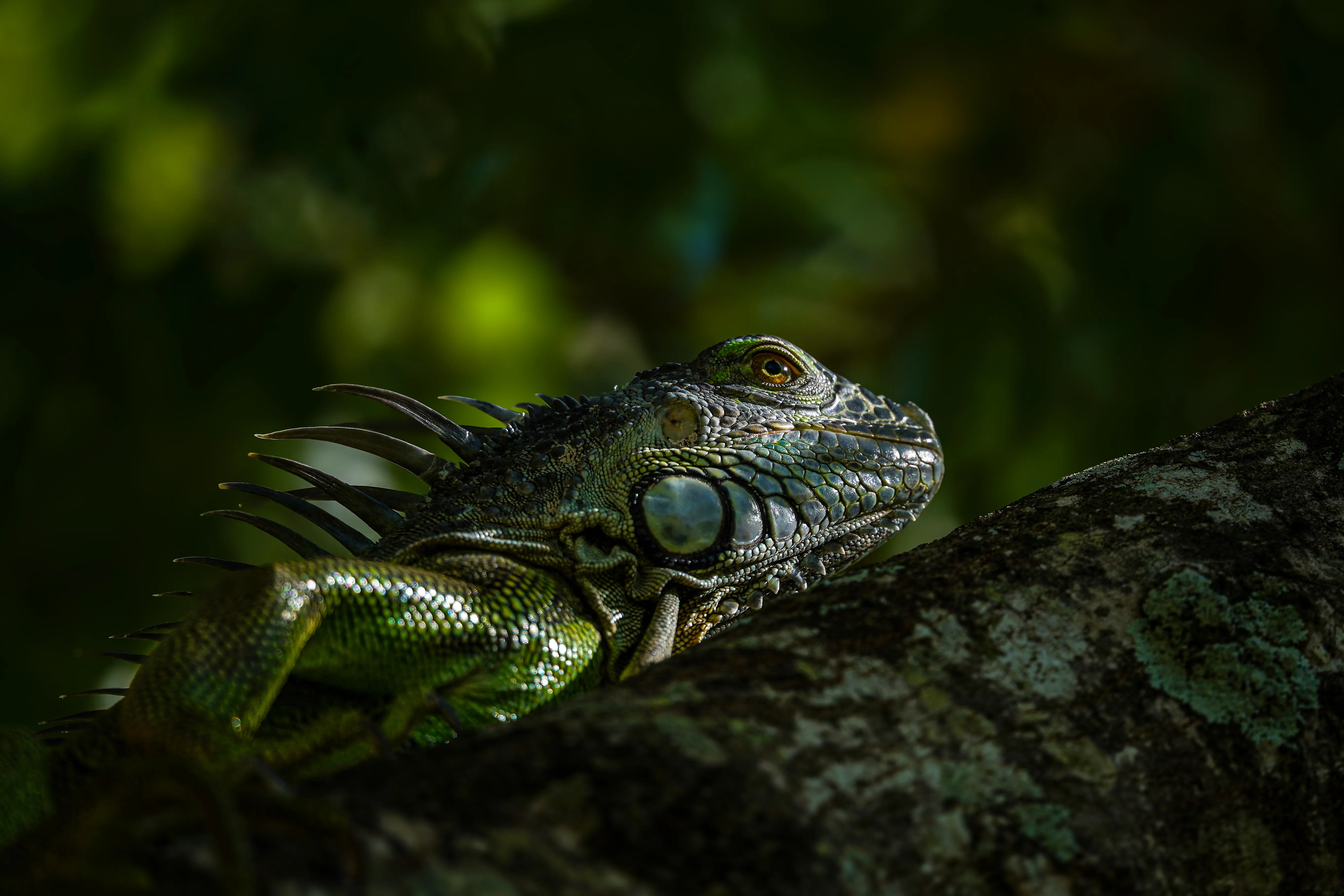 Wildlife photo