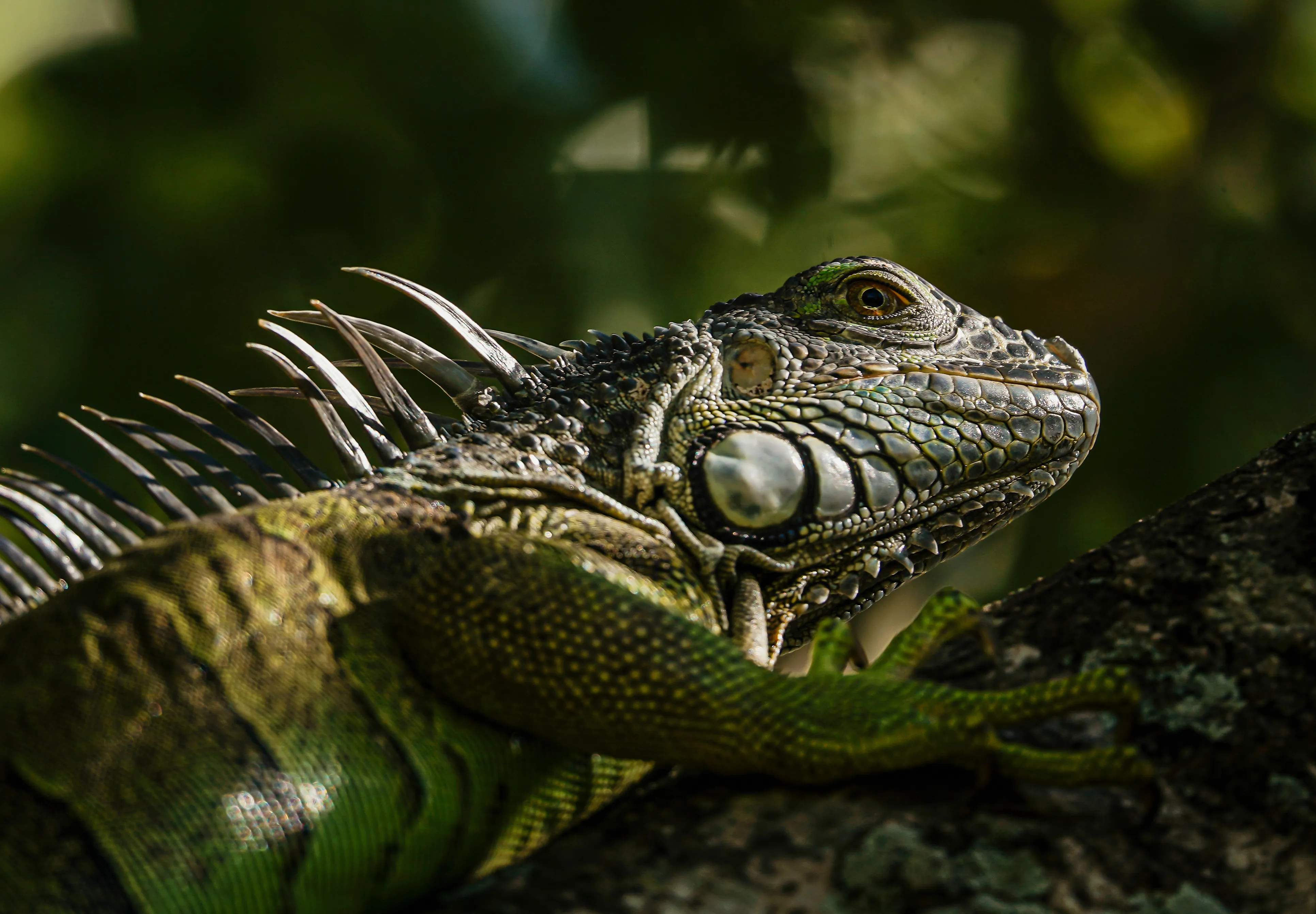Wildlife photo