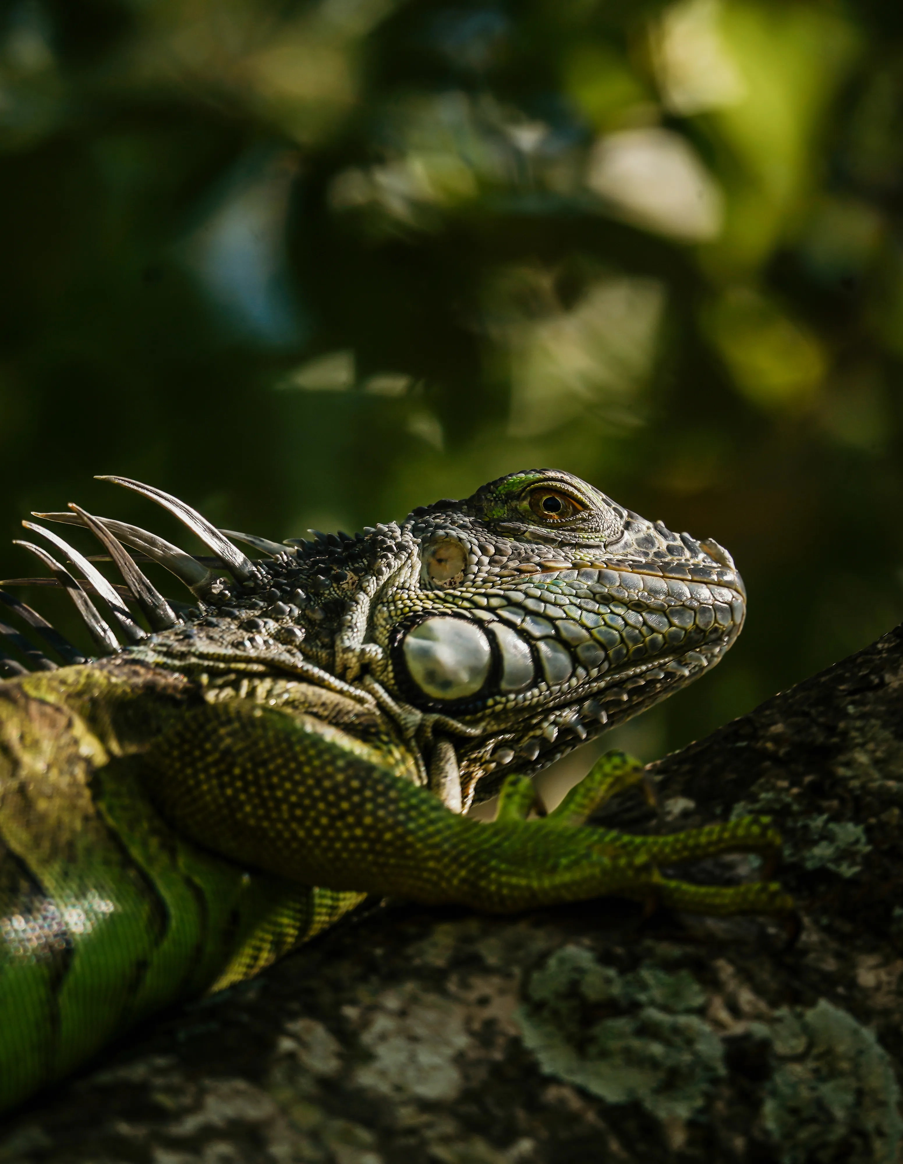 Wildlife photo