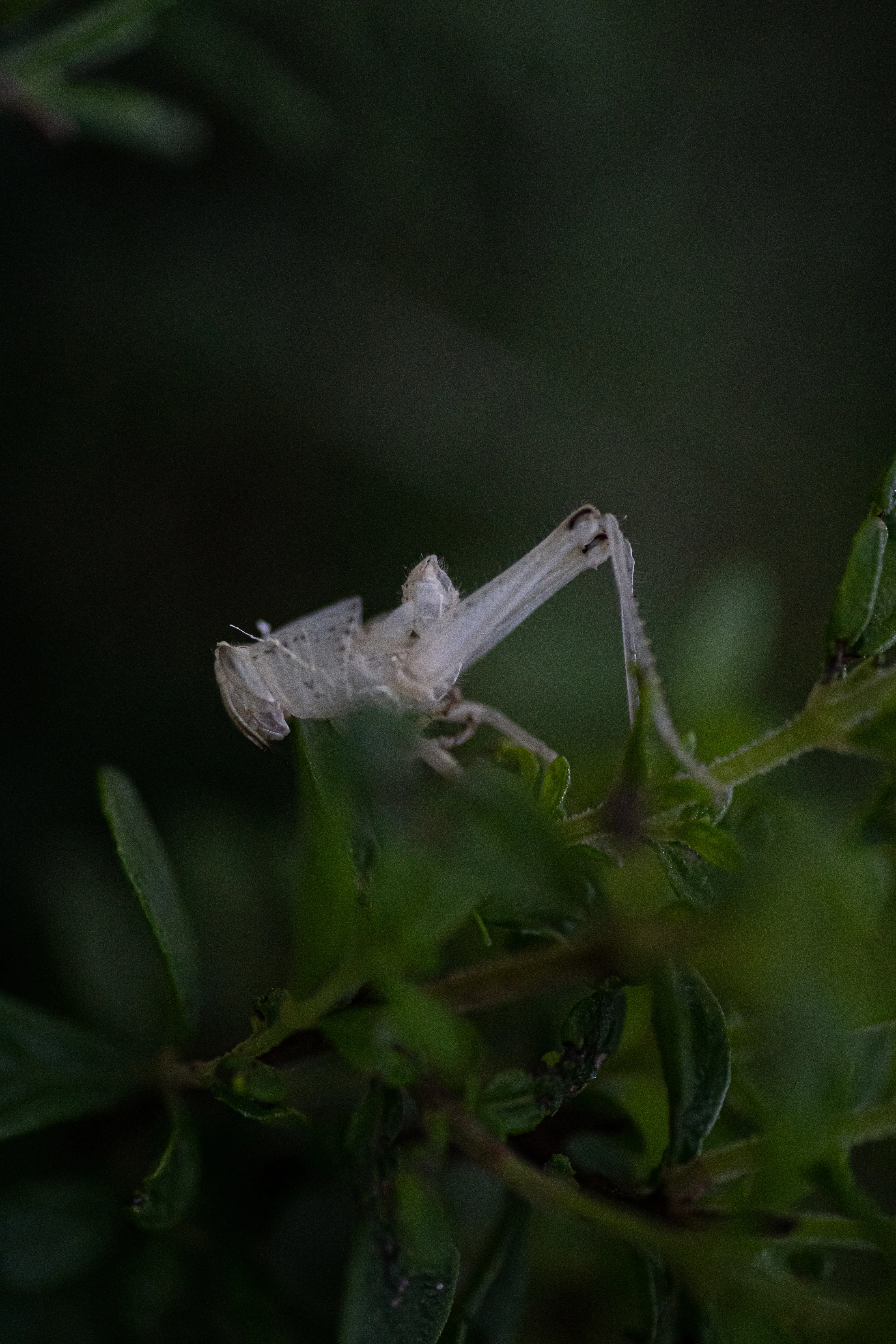 Wildlife photo