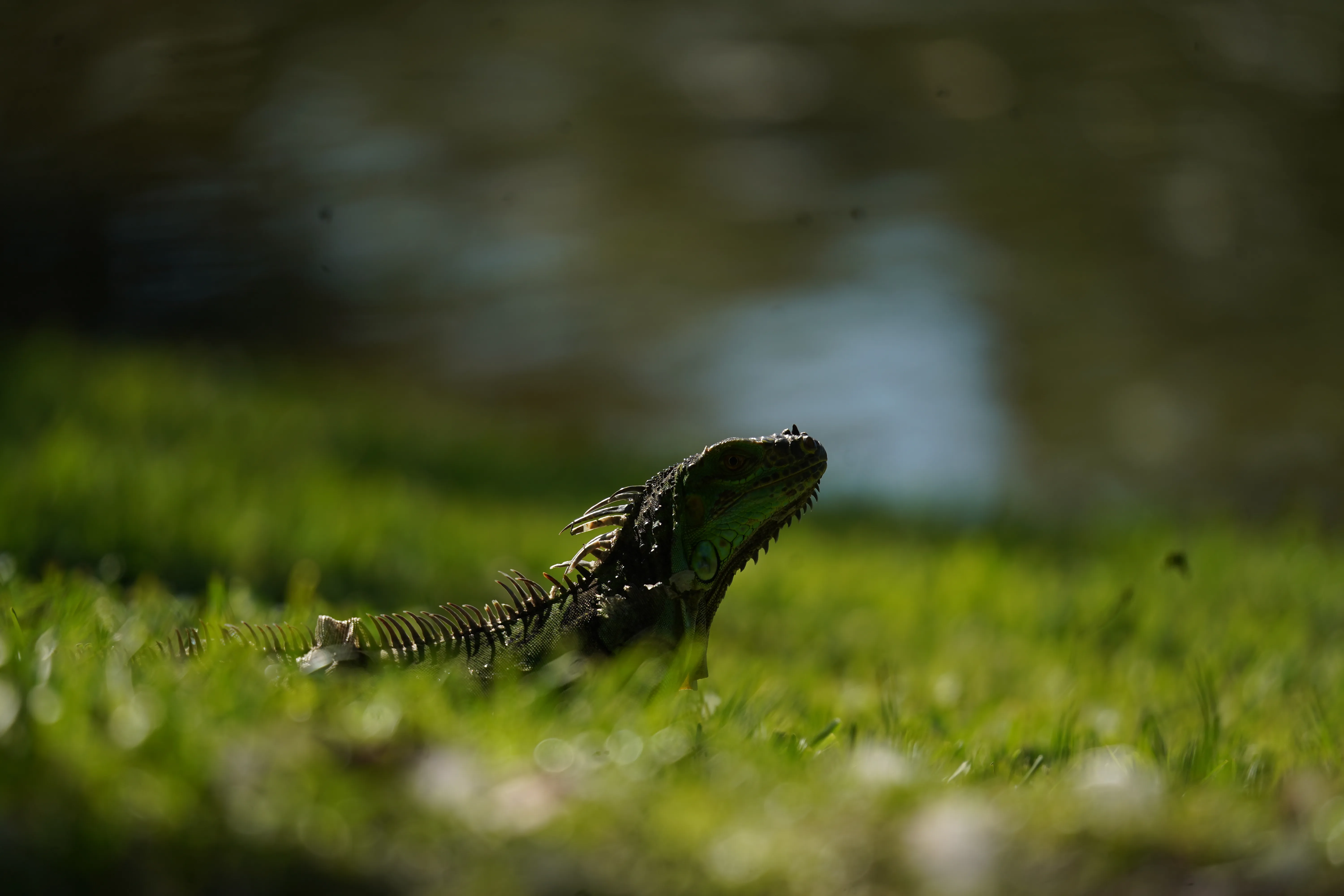 Wildlife photo