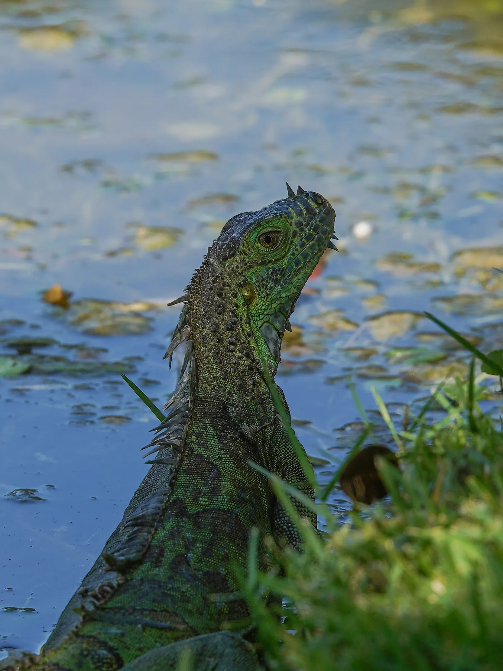 Wildlife photo