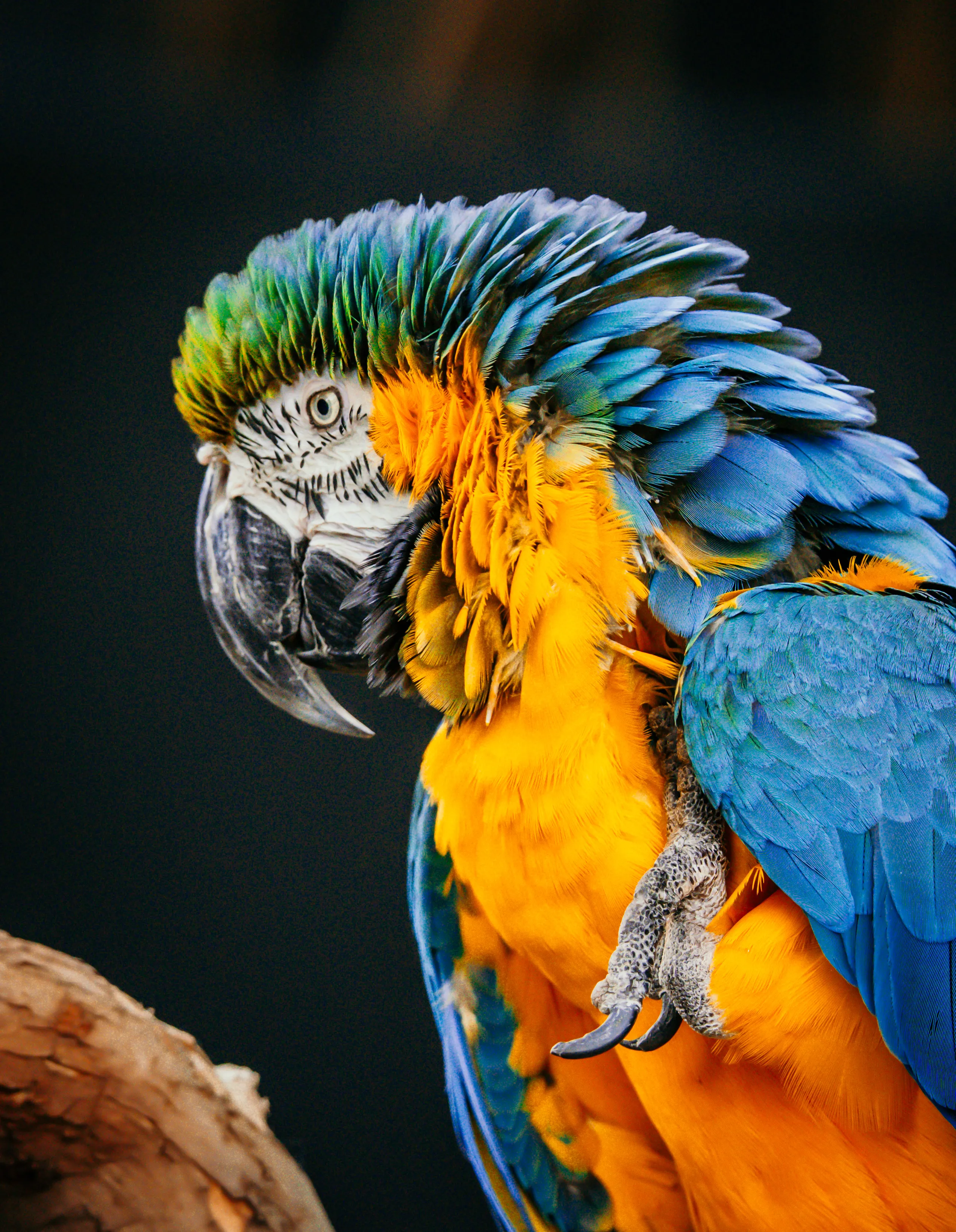 Wildlife photo