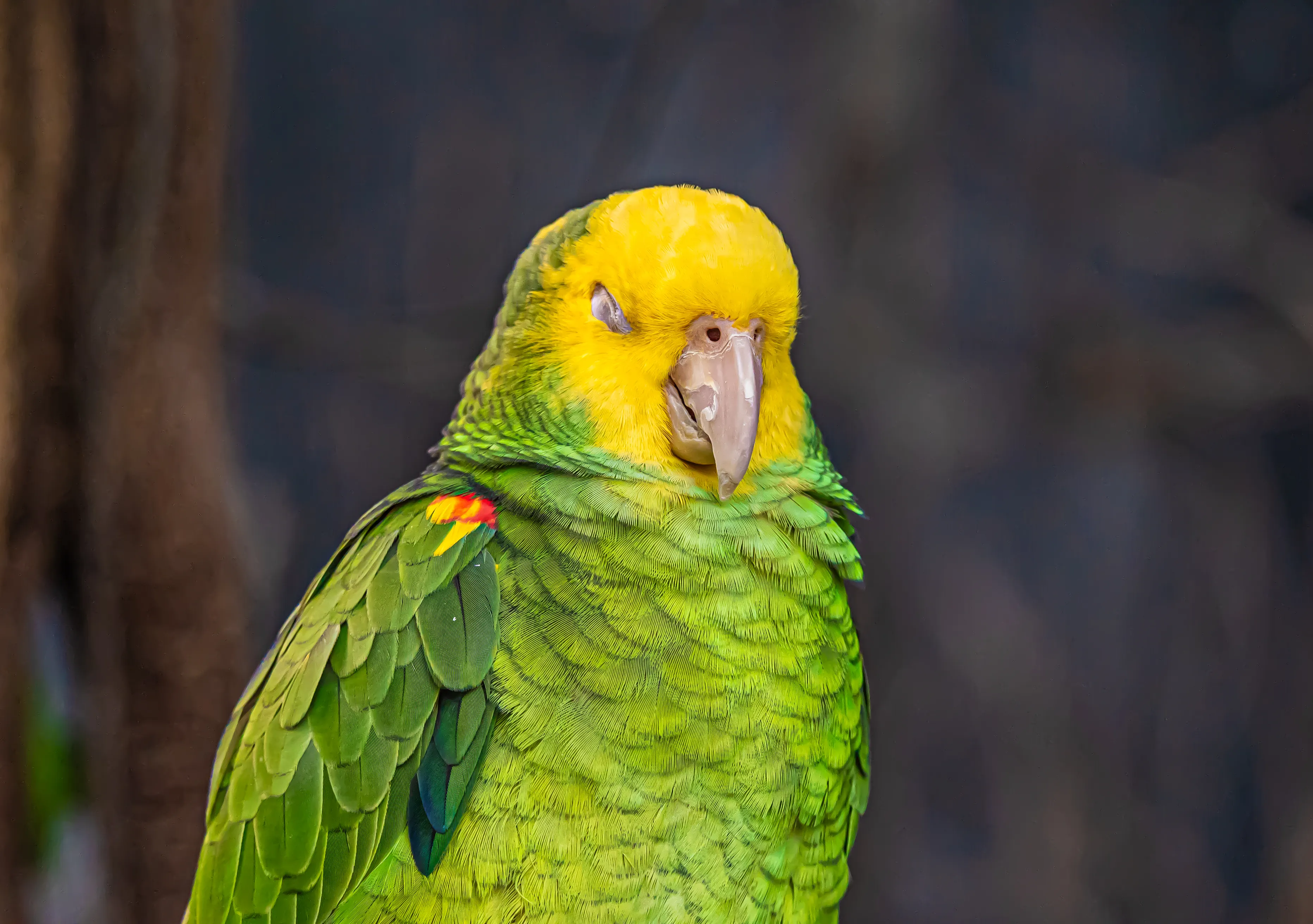 Wildlife photo