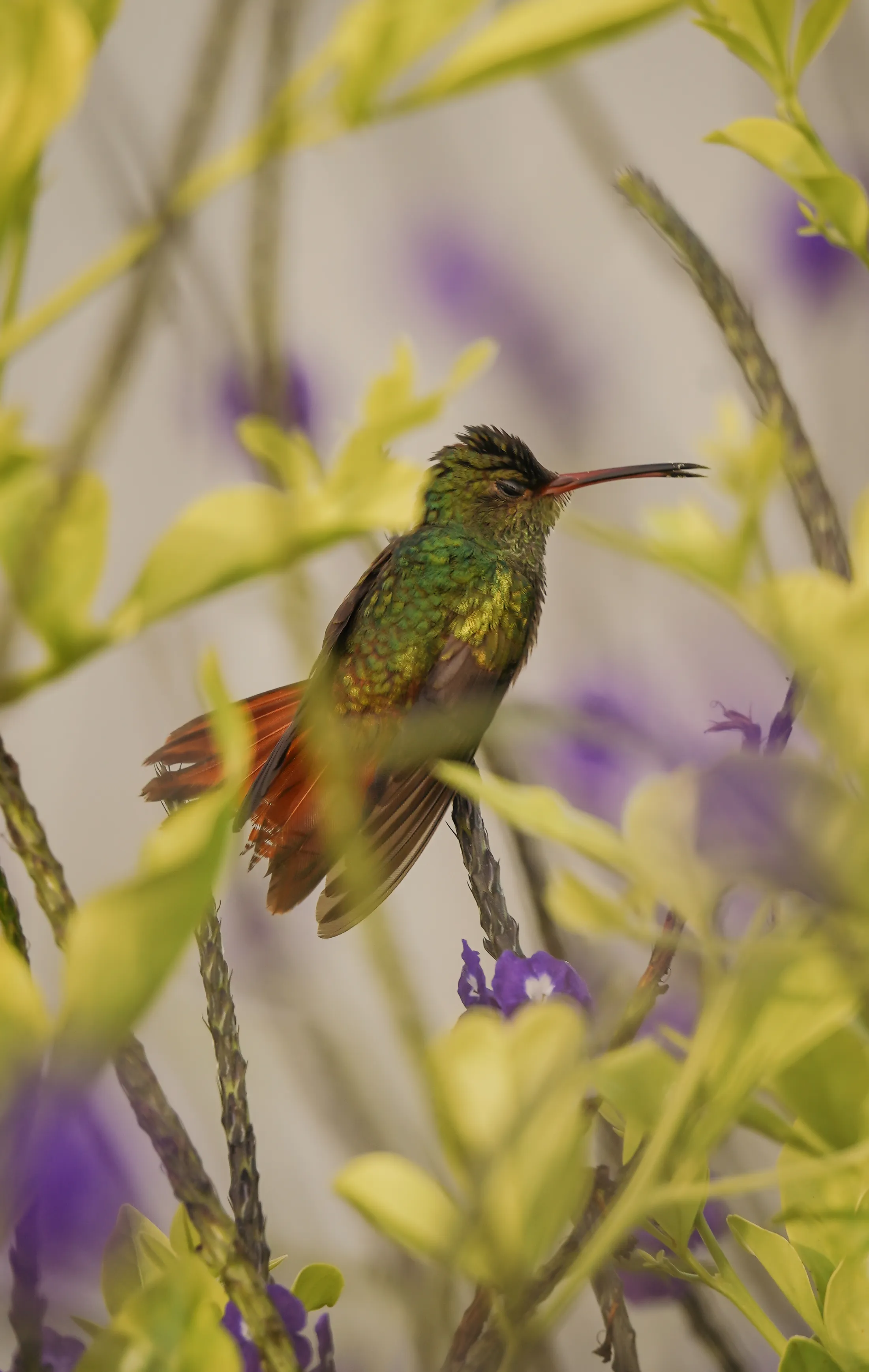 Wildlife photo